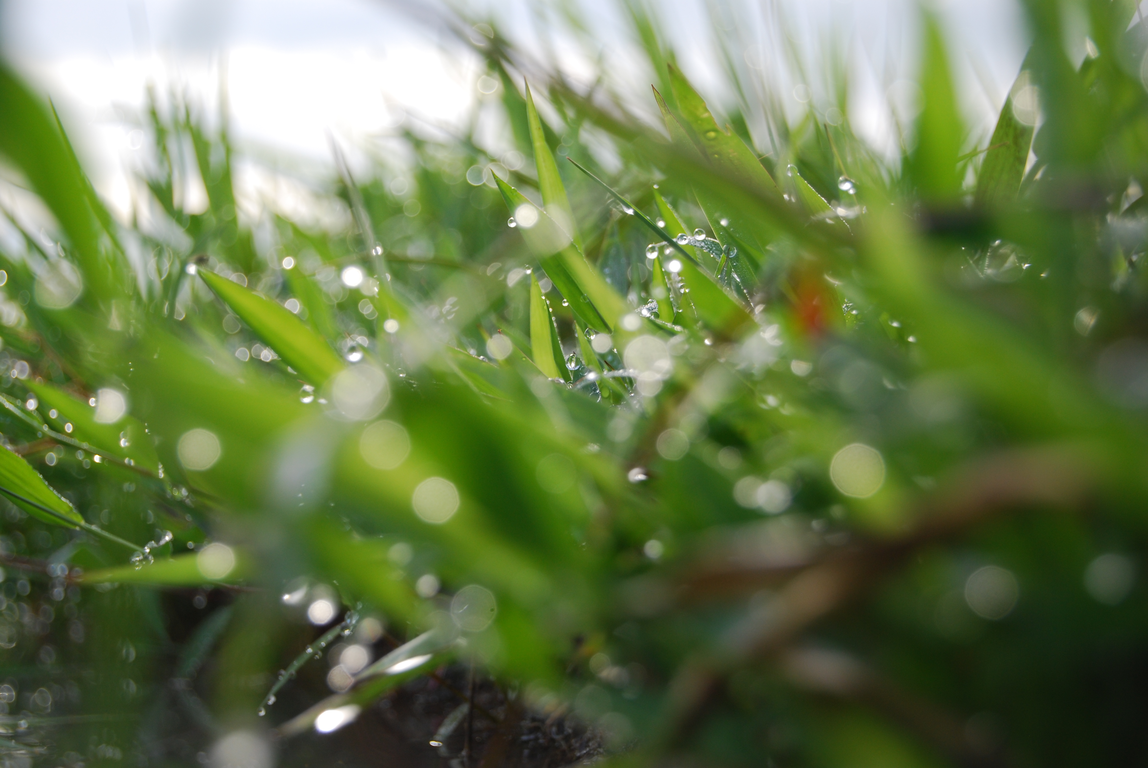 Wet grass, Blurry, Droplets, Fresh, Grass, HQ Photo