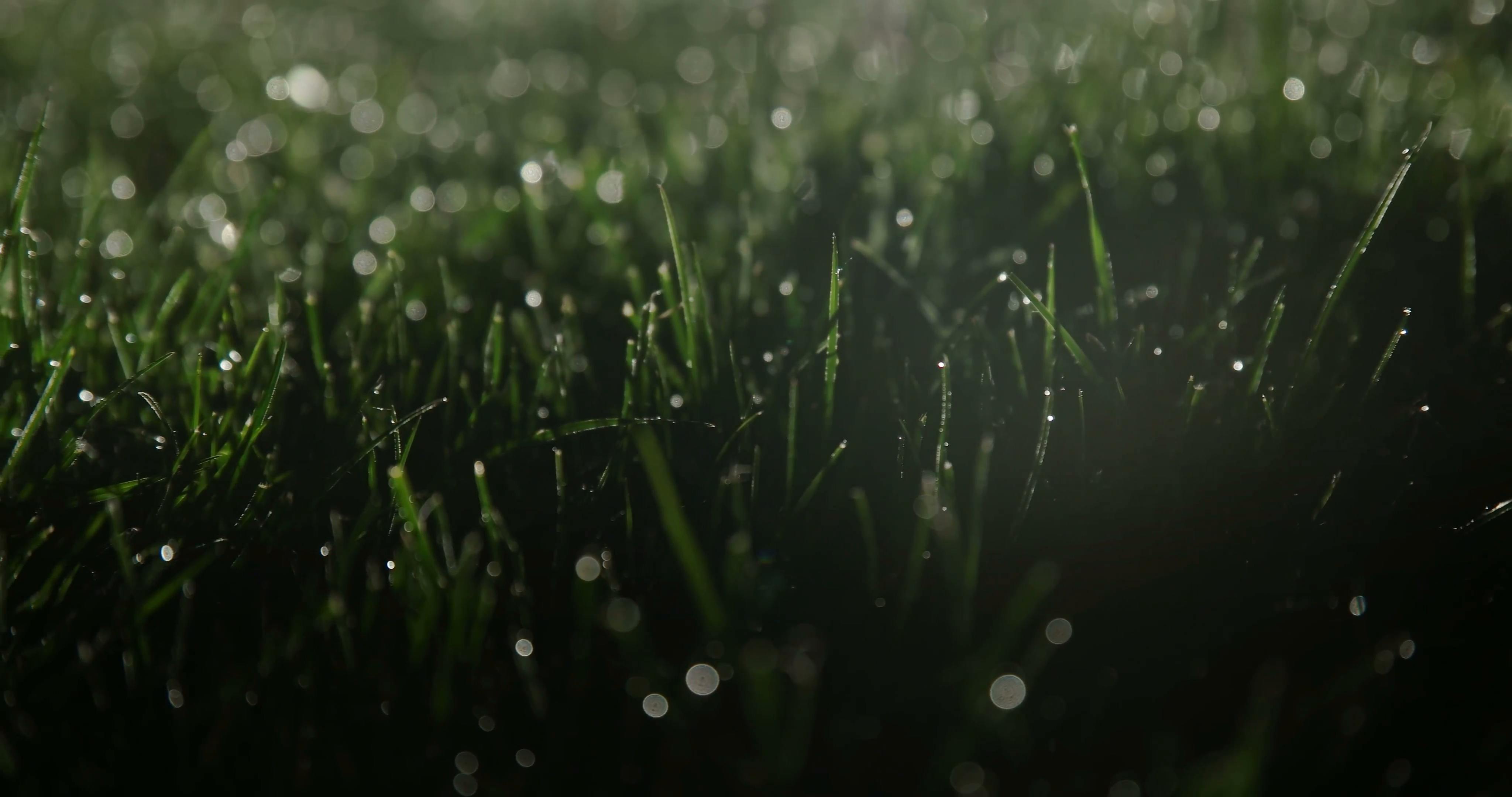 Wet grass at night on soccer field lit from behind Stock Video ...