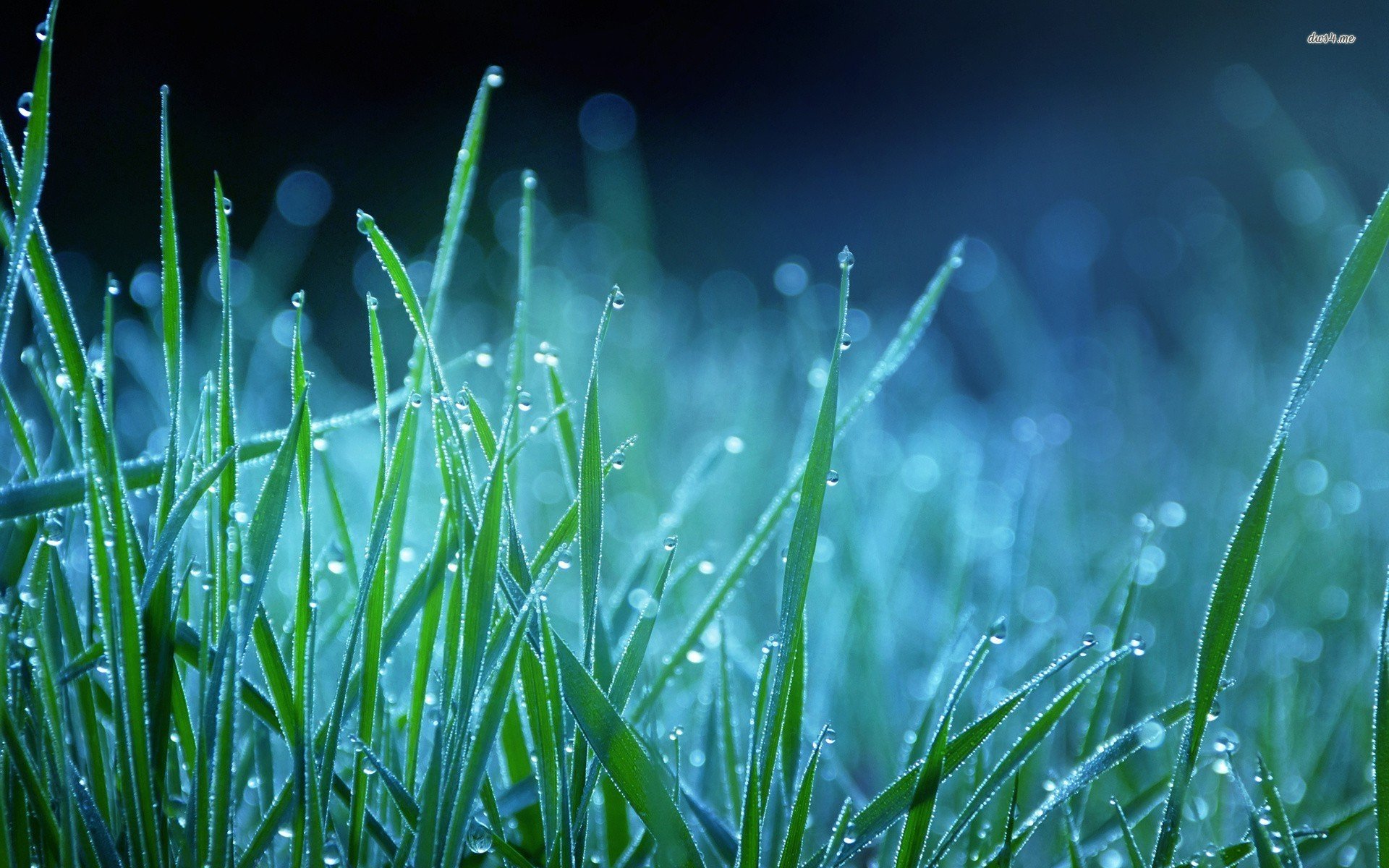 Wet Grass 677397 - WallDevil