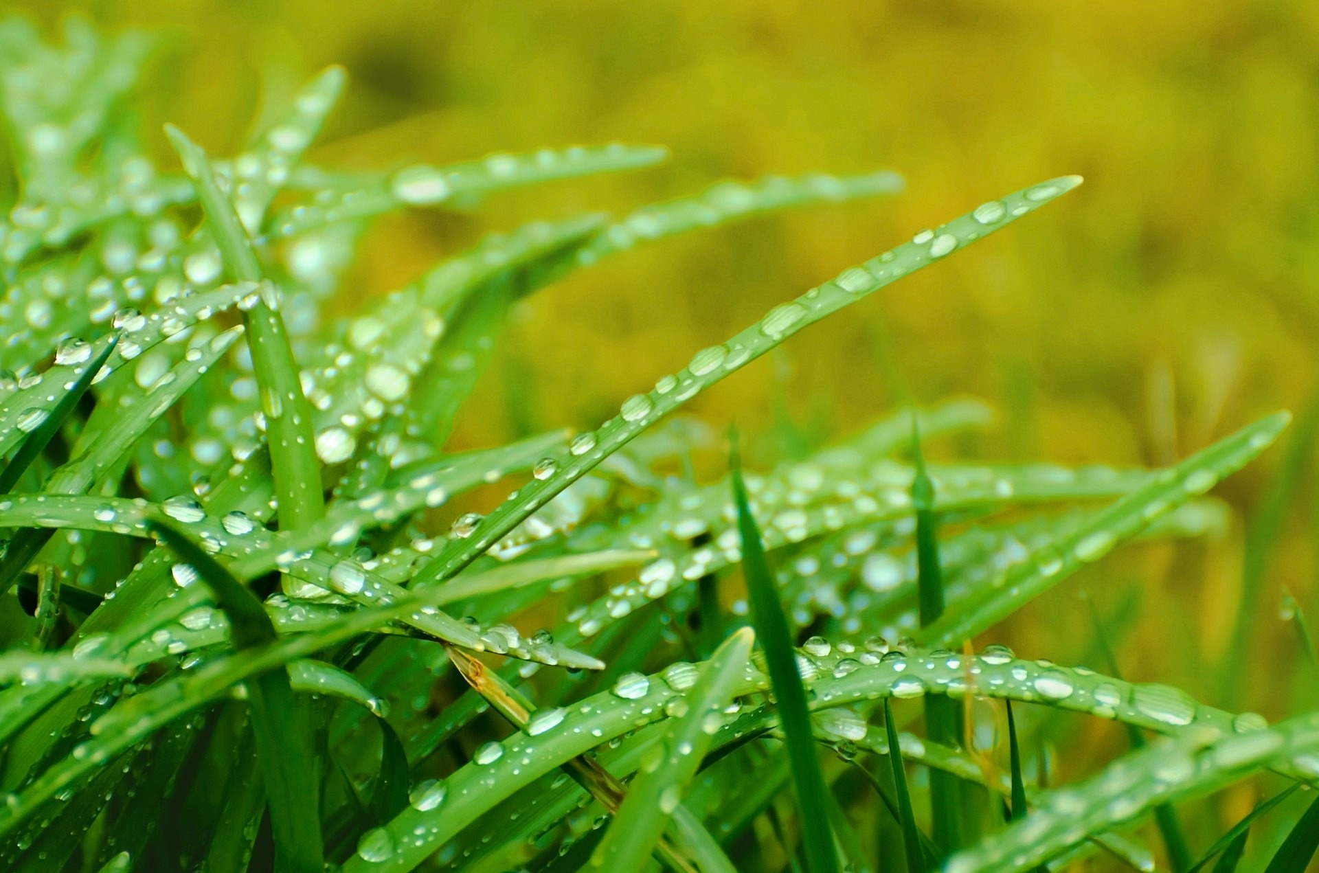 wet grass wallpaper - /plants/grass/wet_grass_wallpaper.jpg.html