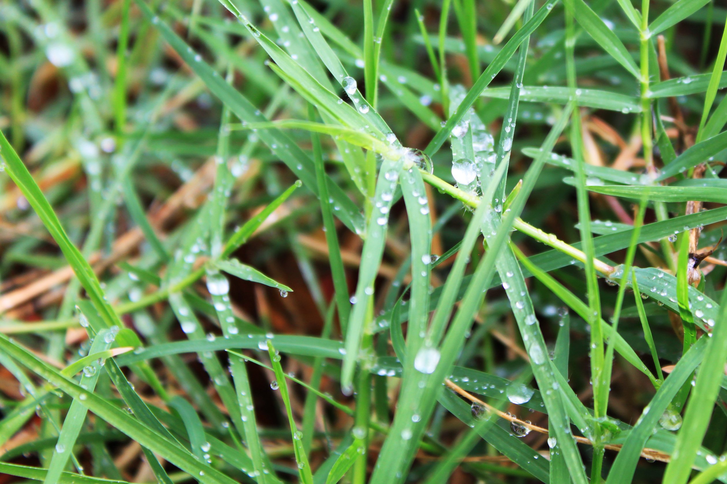 Wet grass, Backdrop, Morningdew, Water, Vibrant, HQ Photo