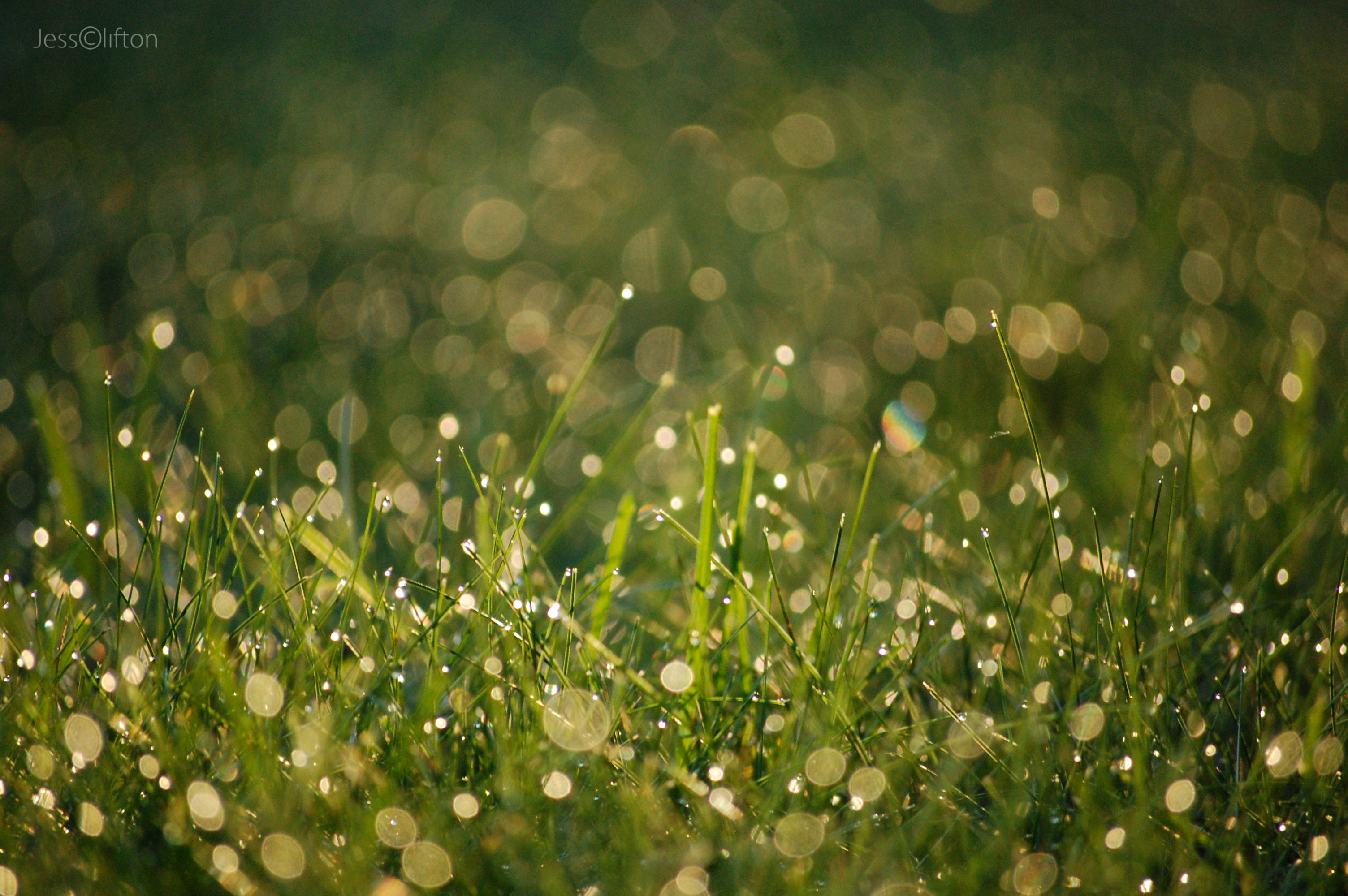 Wet Grass Bokeh | Jess Clifton Photography