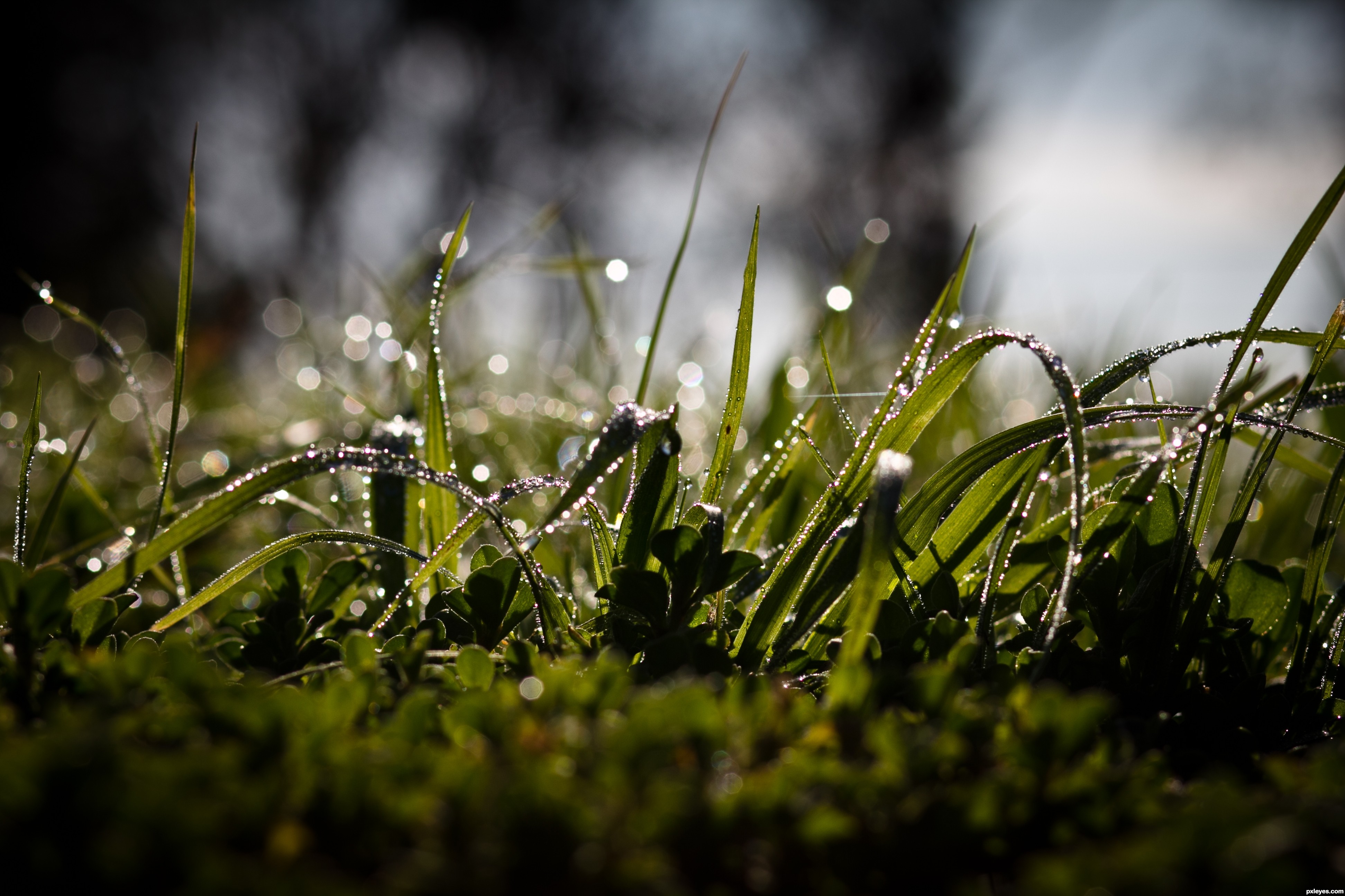 Wet Grass picture, by riady for: focus on bokeh photography contest ...