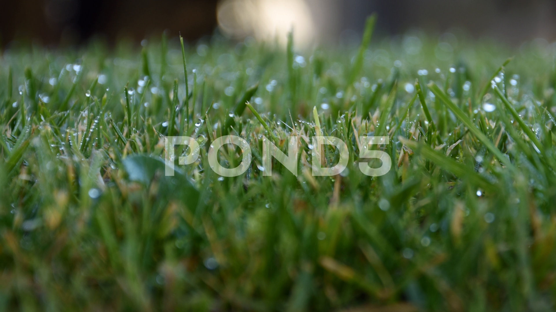 Wet Grass in the Morning ~ HD & 4K Stock Footage #70963233