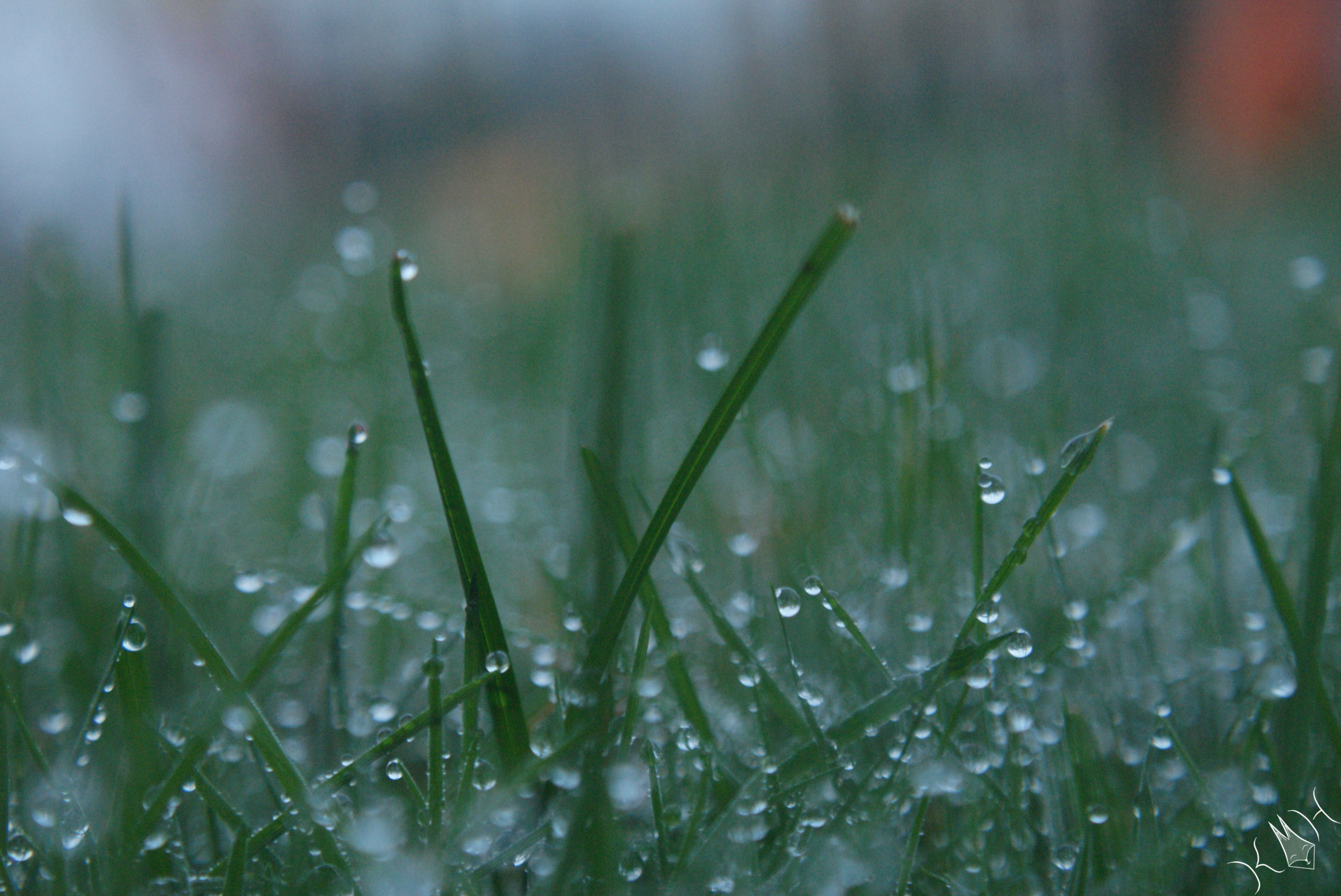 wet grass by KMH-photography on DeviantArt