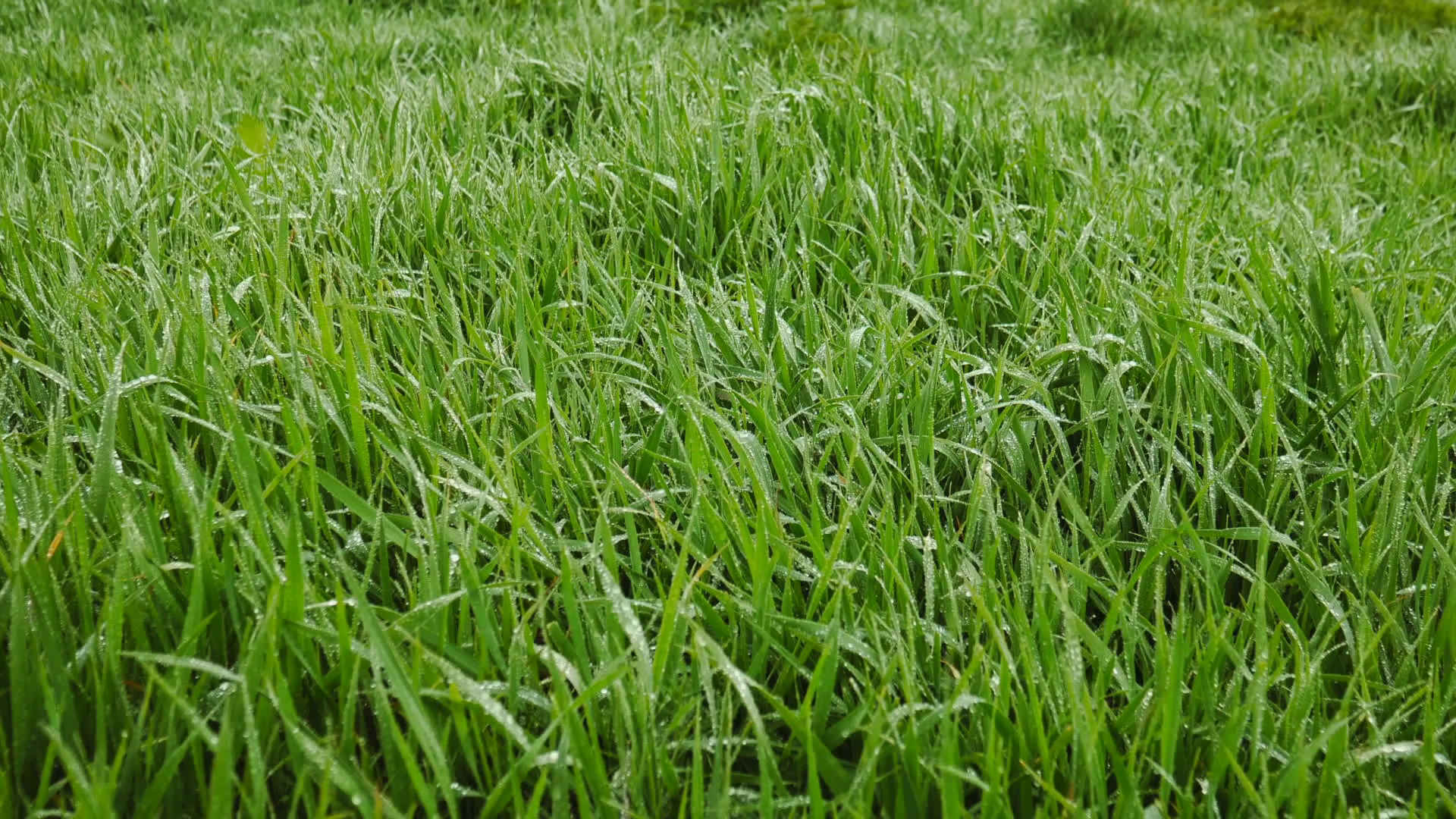 Green vibrant wet grass only. Non urban scene in rainy weather. Pure ...