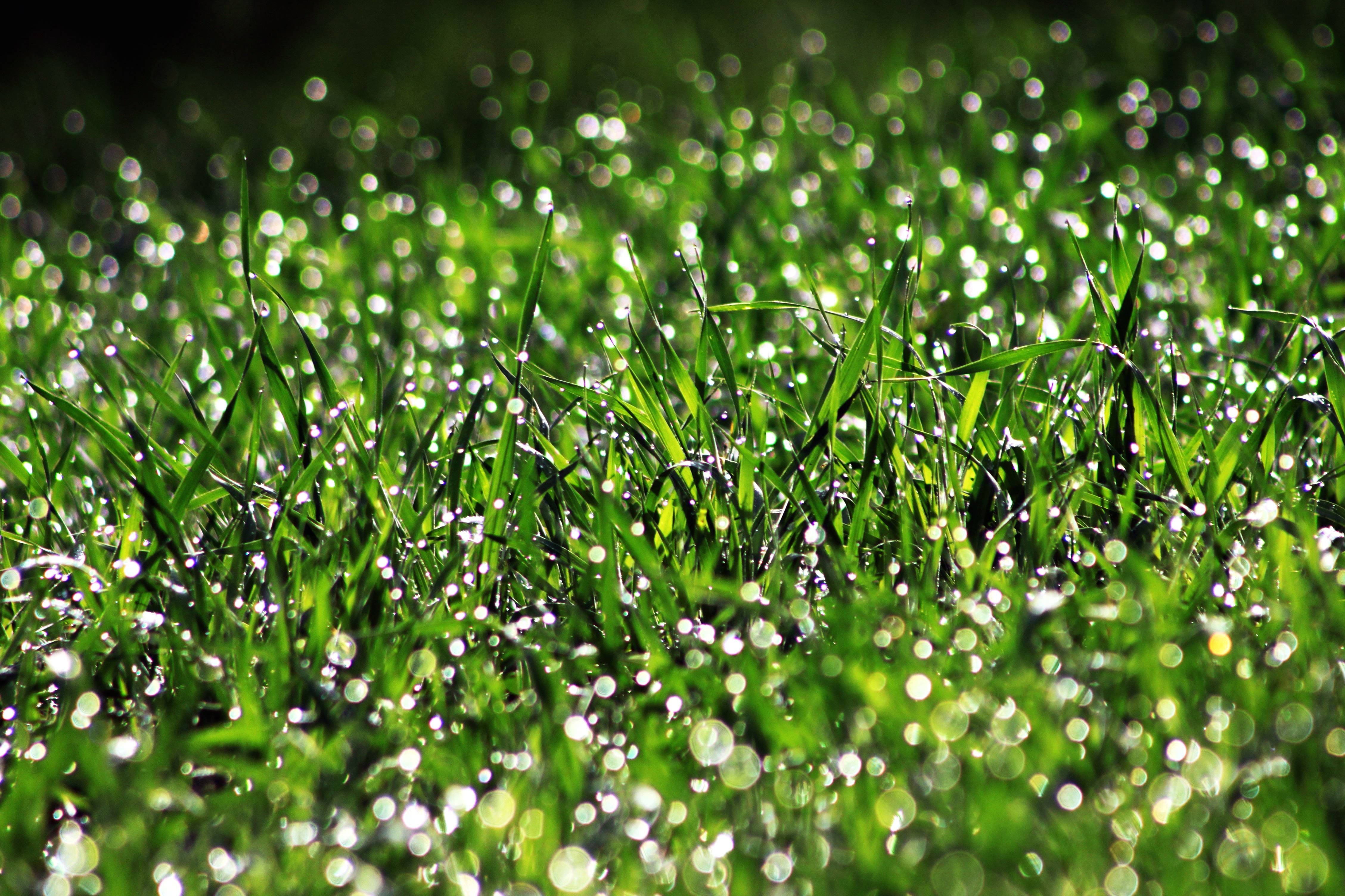 Free picture: lawn, summer, wet field, freshness, droplet, green grass