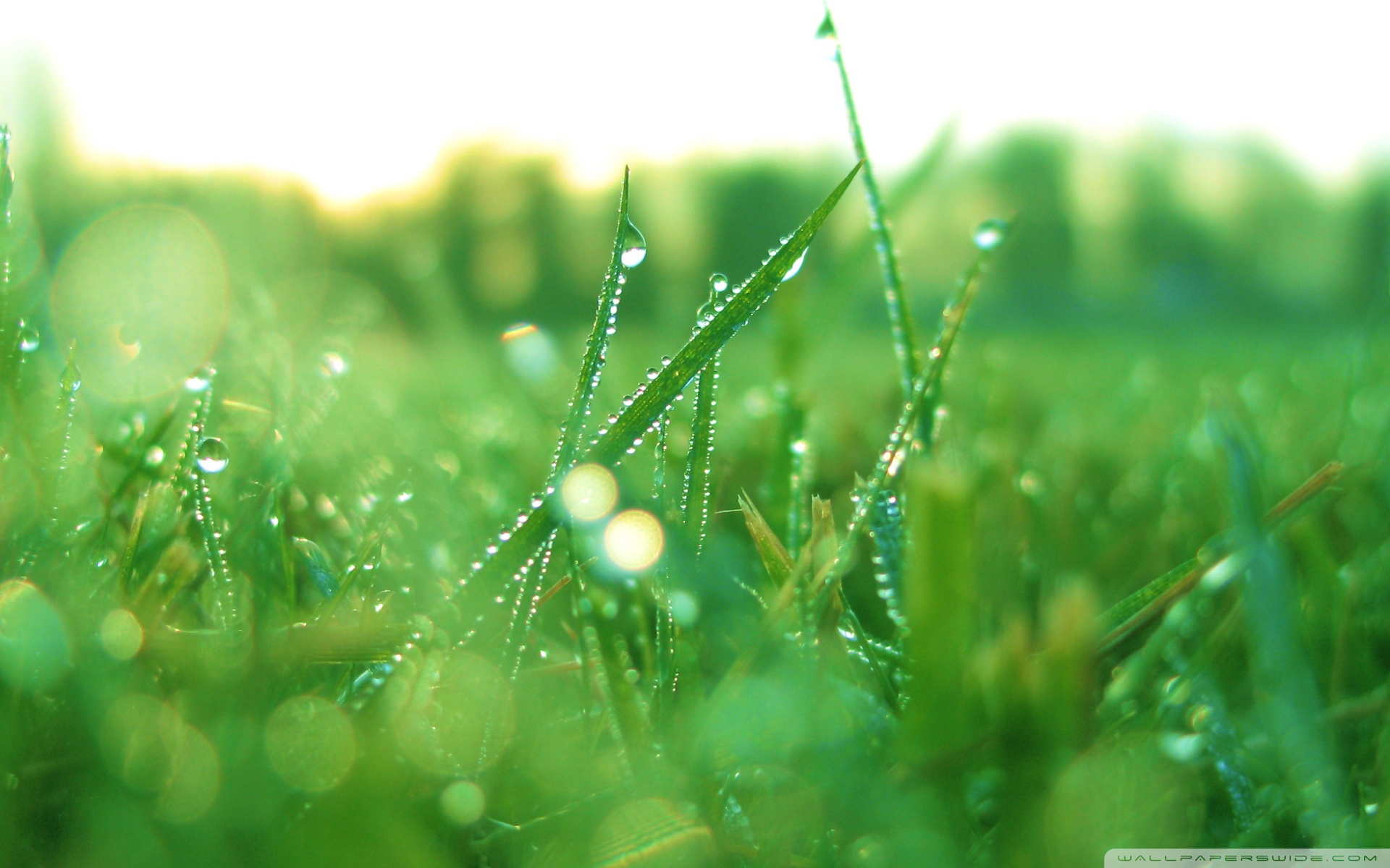 Wet Grass In the Morning ❤ 4K HD Desktop Wallpaper for 4K Ultra HD ...
