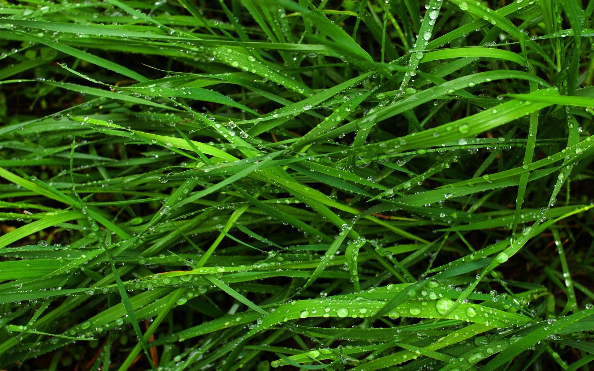 Plants: Grass Nature Plants Wet Pictures For Wallpaper for HD 16:9 ...