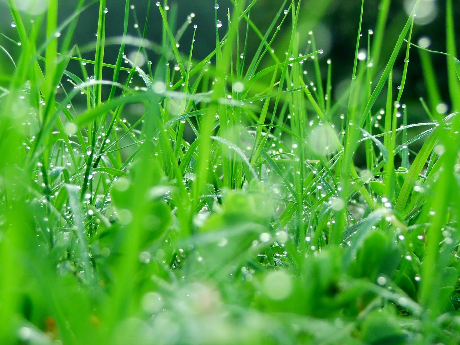 Grass: Green Morning Grass Wet Desktop Garden for HD 16:9 High ...