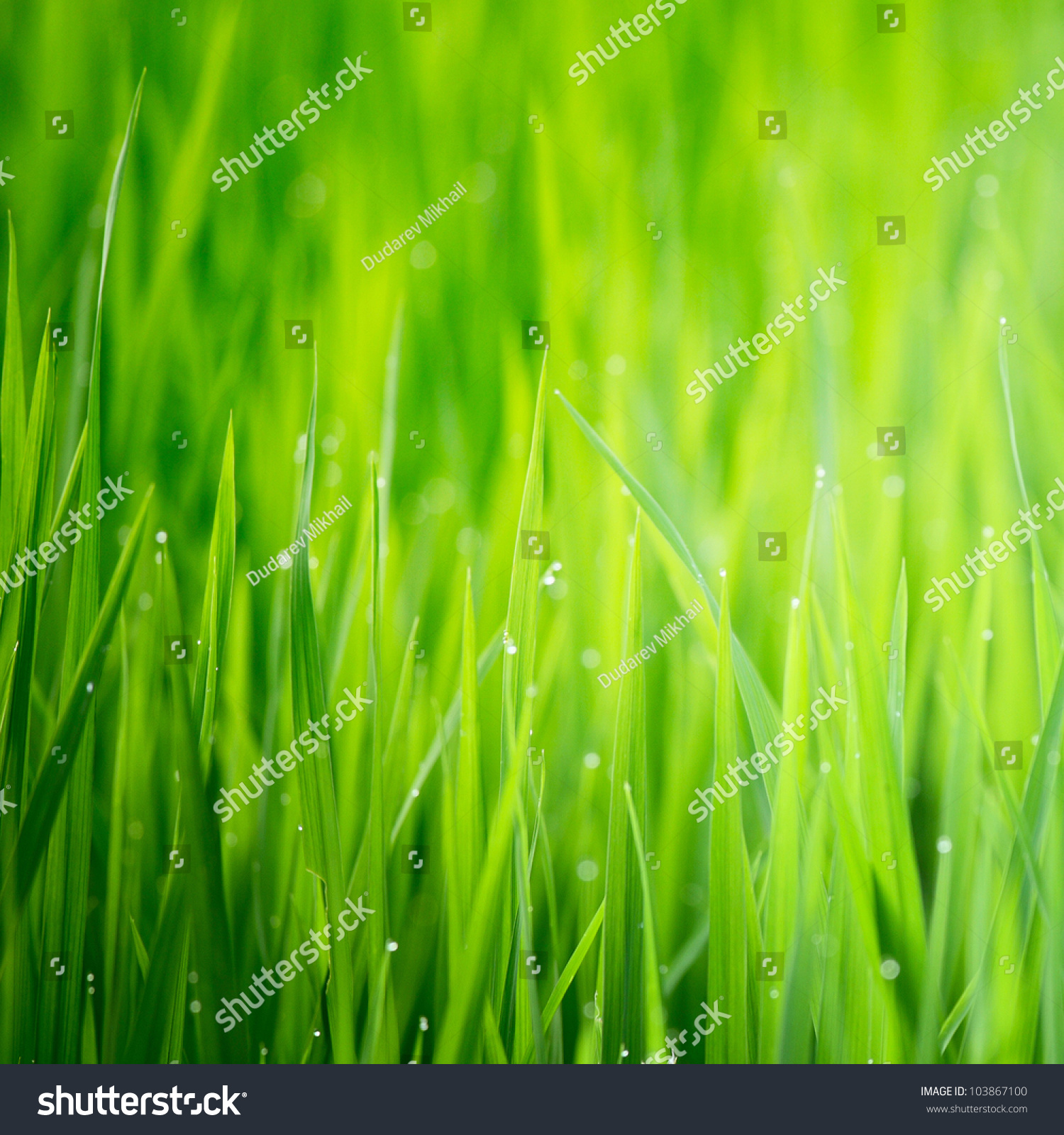 Green Wet Grass Dew On Blades Stock Photo 103867100 - Shutterstock