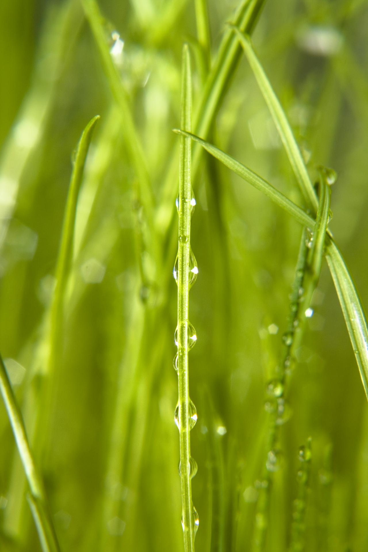 Free photo: Wet grass - rain, raindrop, ravel - Creative Commons ...