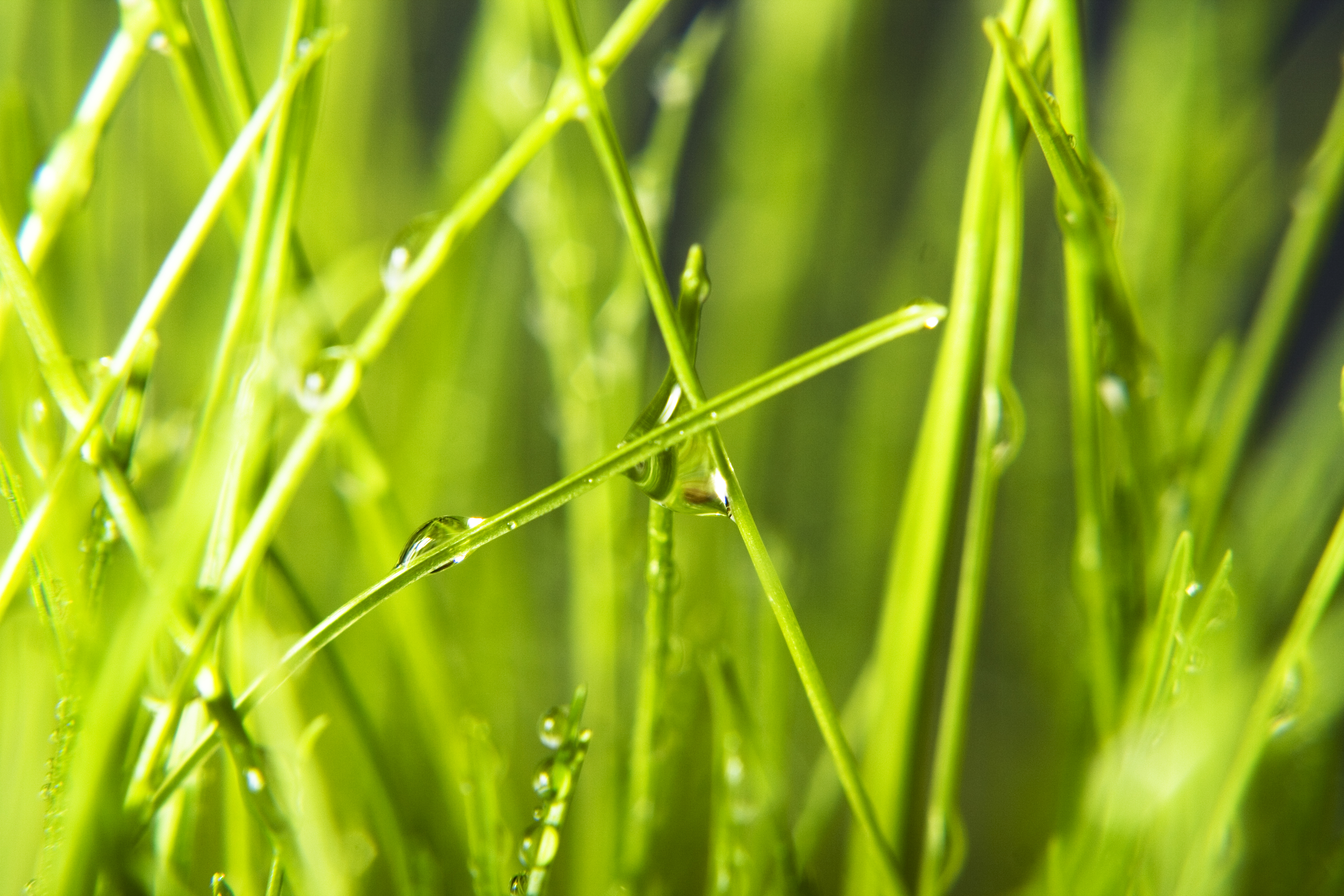 Wet grass, Abstract, Spring, Meadow, Nature, HQ Photo