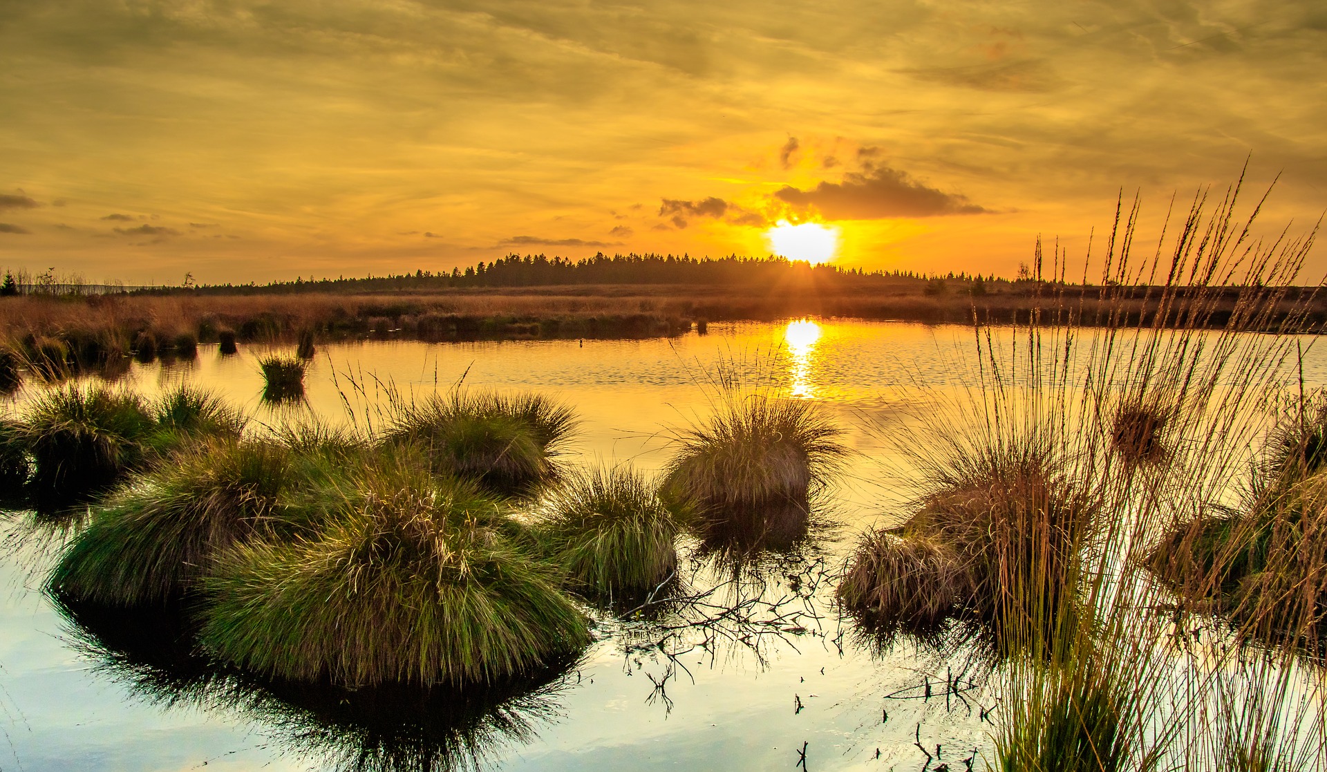 A Few Things About Wetlands that Might Surprise You - Ocean Conservancy