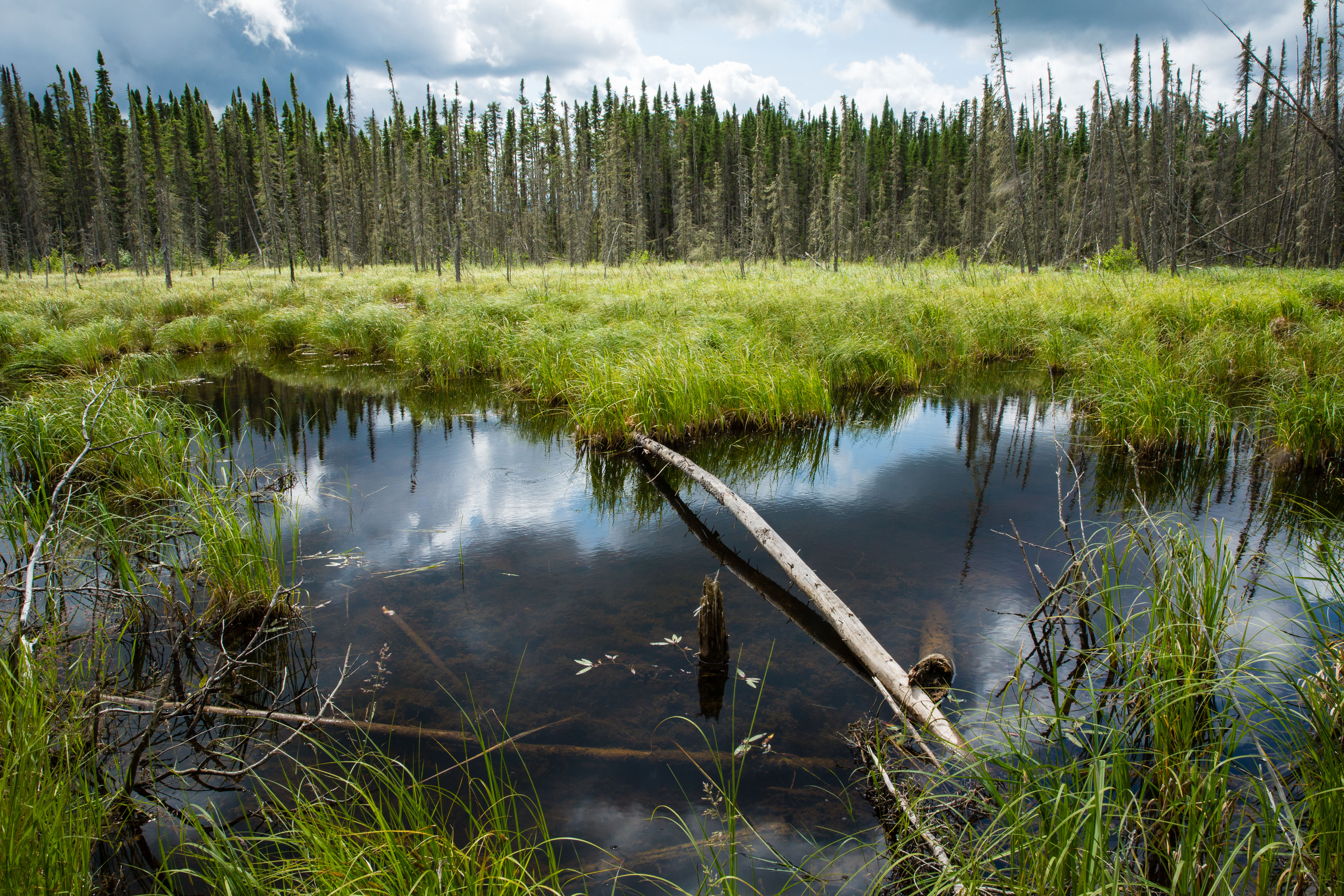 Why We Need to Learn More About How Wetlands Store Carbon ...