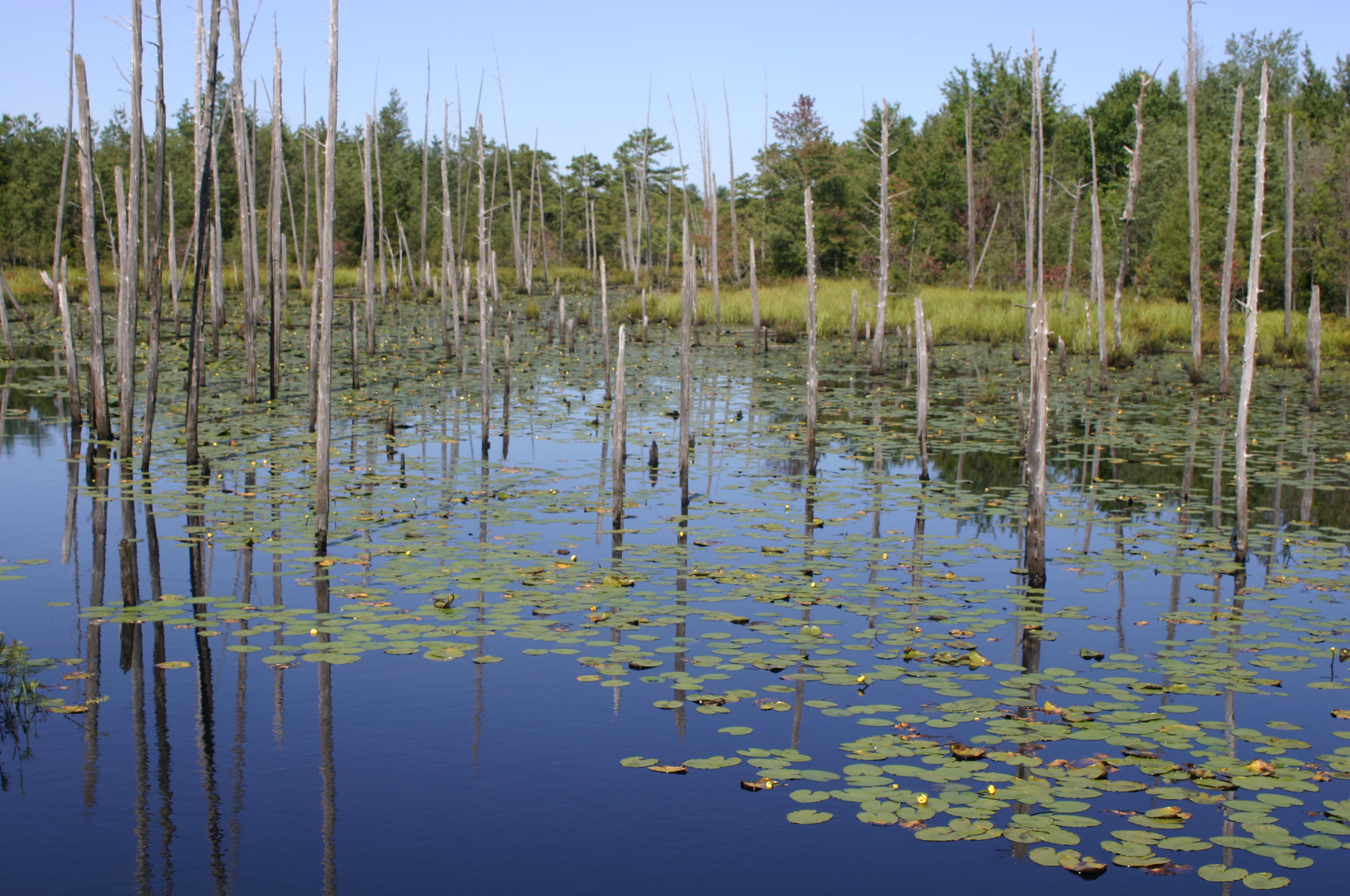 Wetlands | NRCS New Jersey