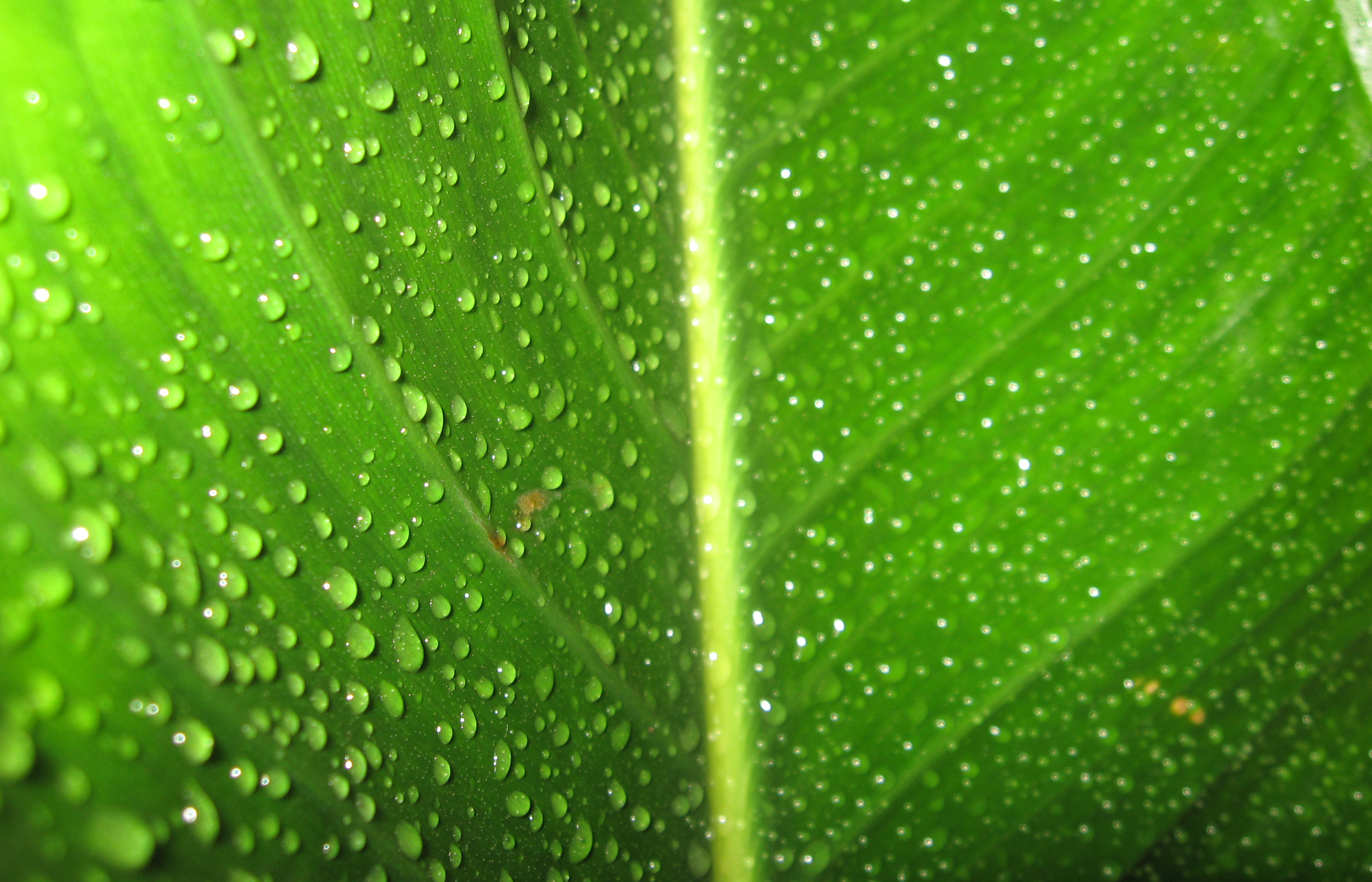 File:Wet Leaf.jpg - Wikimedia Commons
