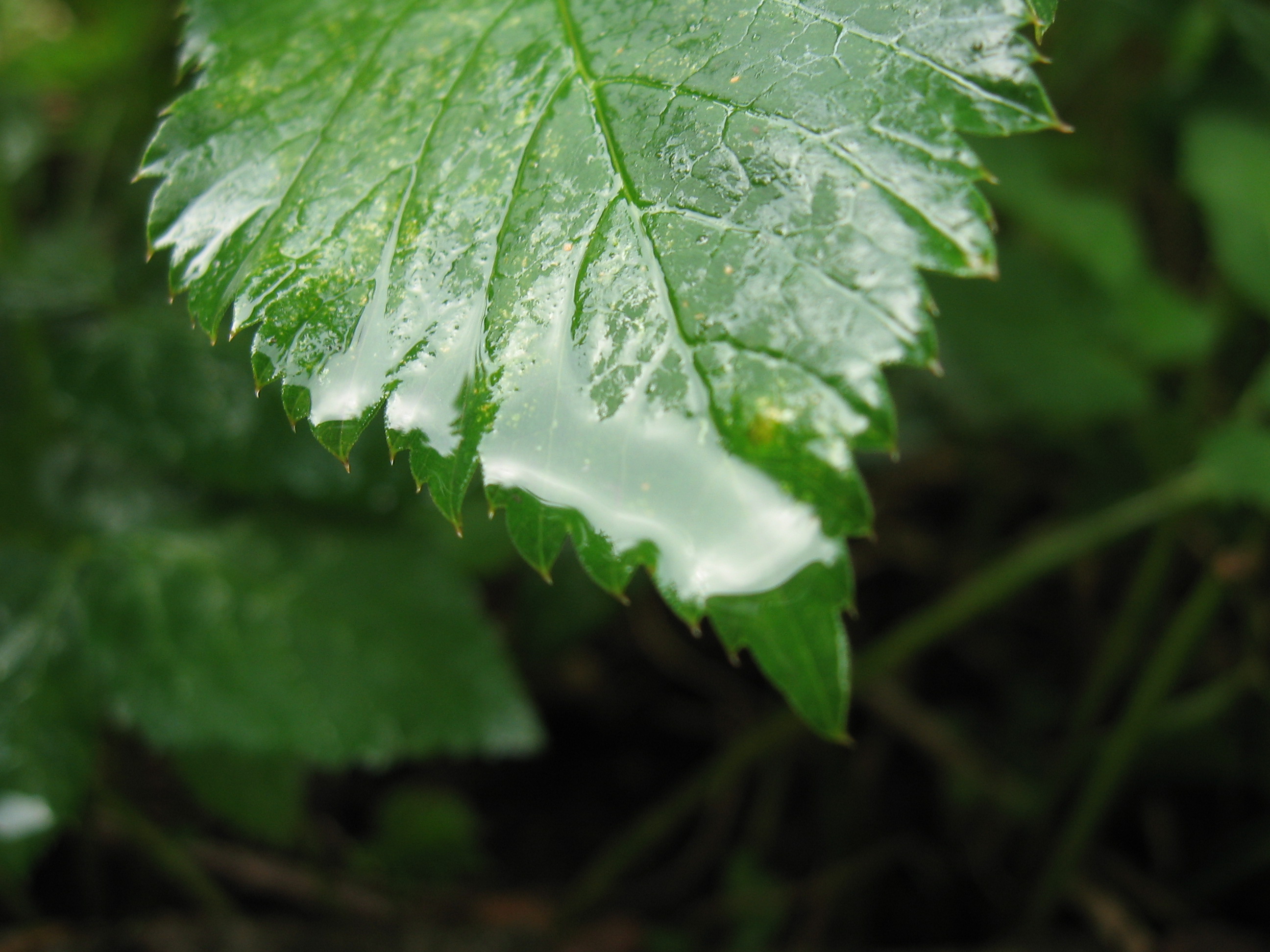 Wet leafs photo