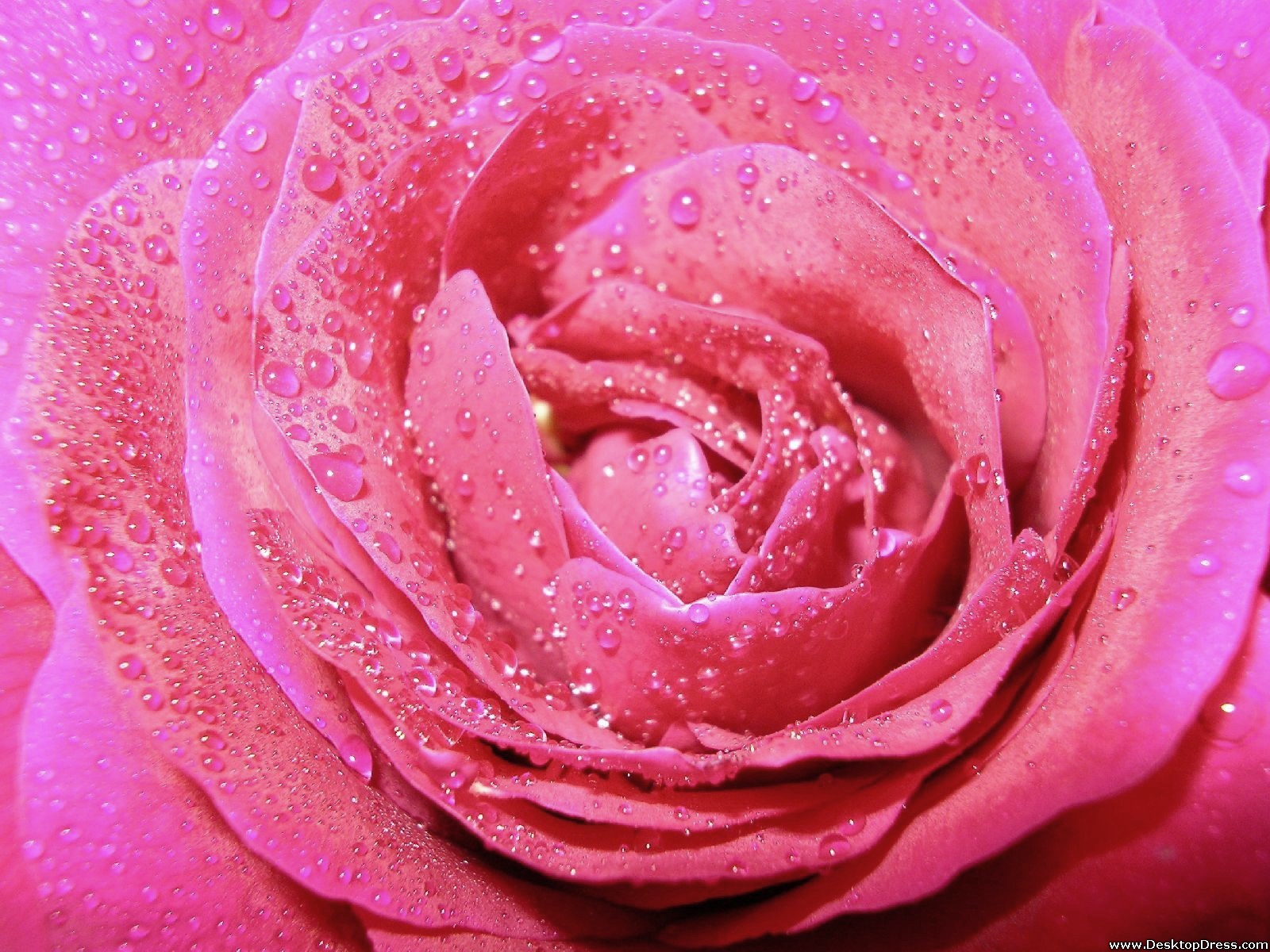 Wet pink roses photo