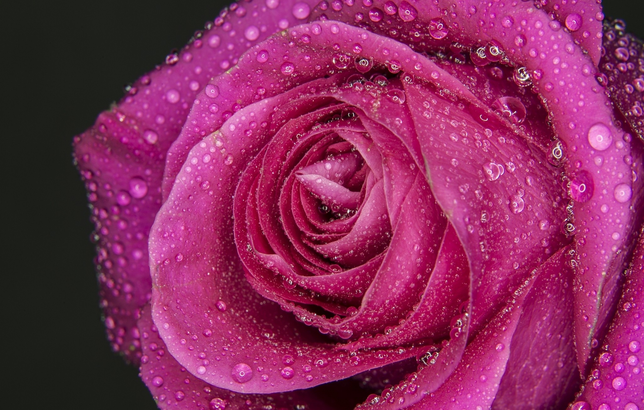 Flowers: Tapet Dew Pink Drops Water Flower Rose Wet Gorgeous Black ...