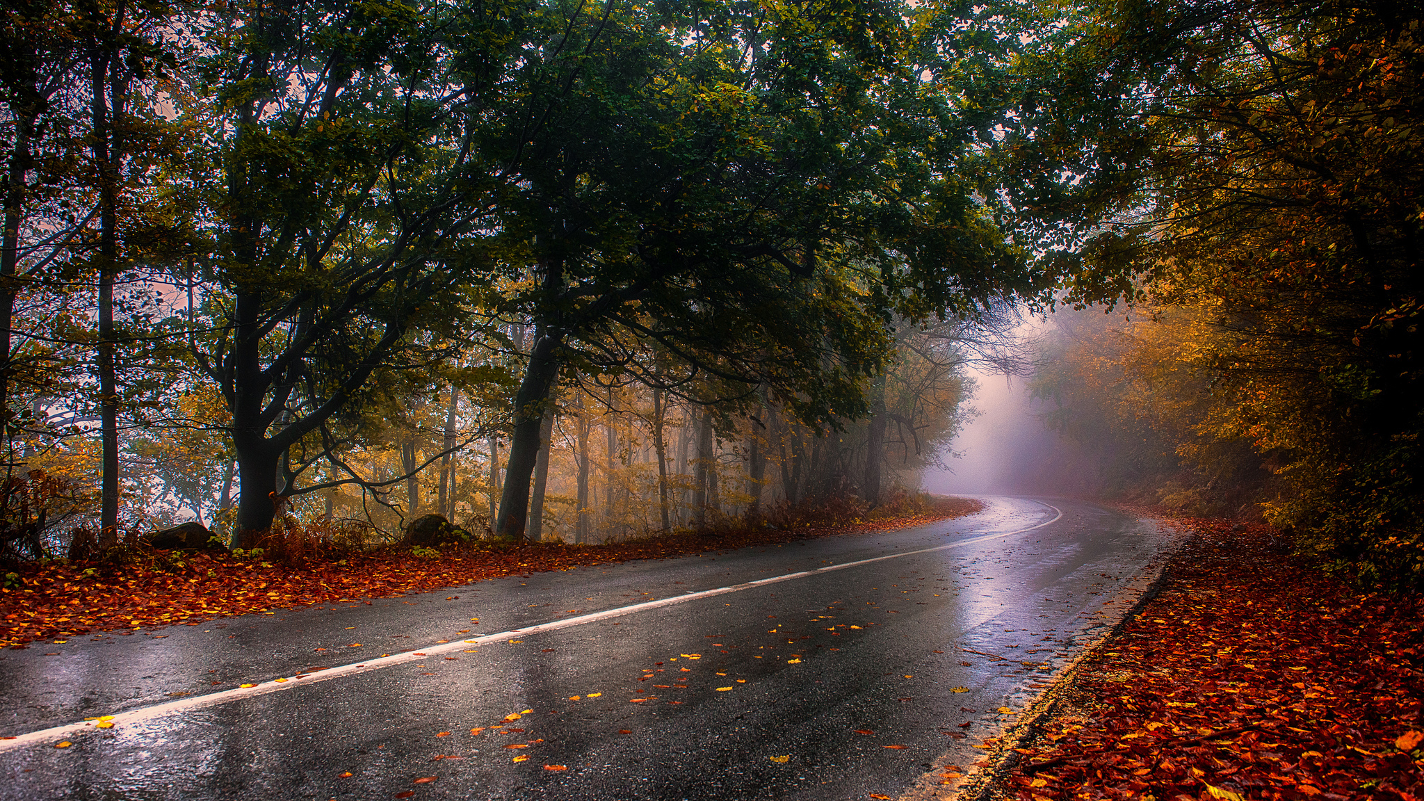 Autumn wet road / 2048 x 1152 / Nature / Photography | MIRIADNA.COM