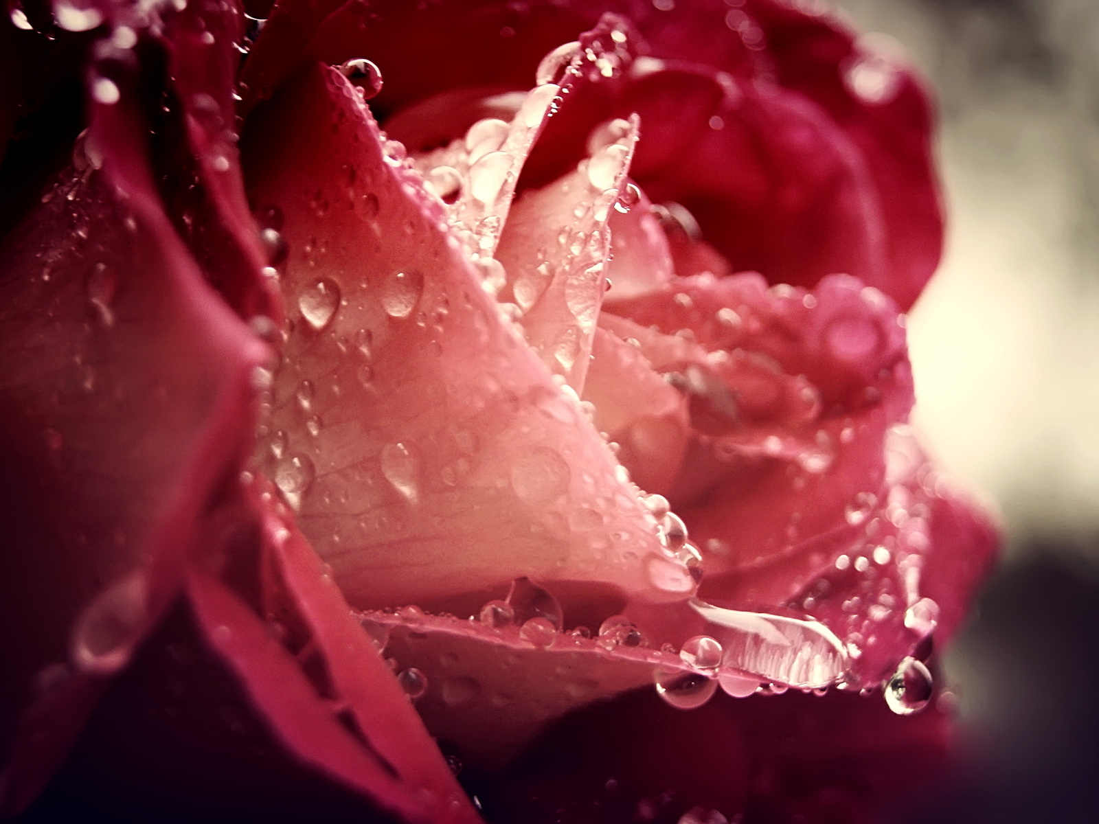 Download desktop wallpaper Wet Rose