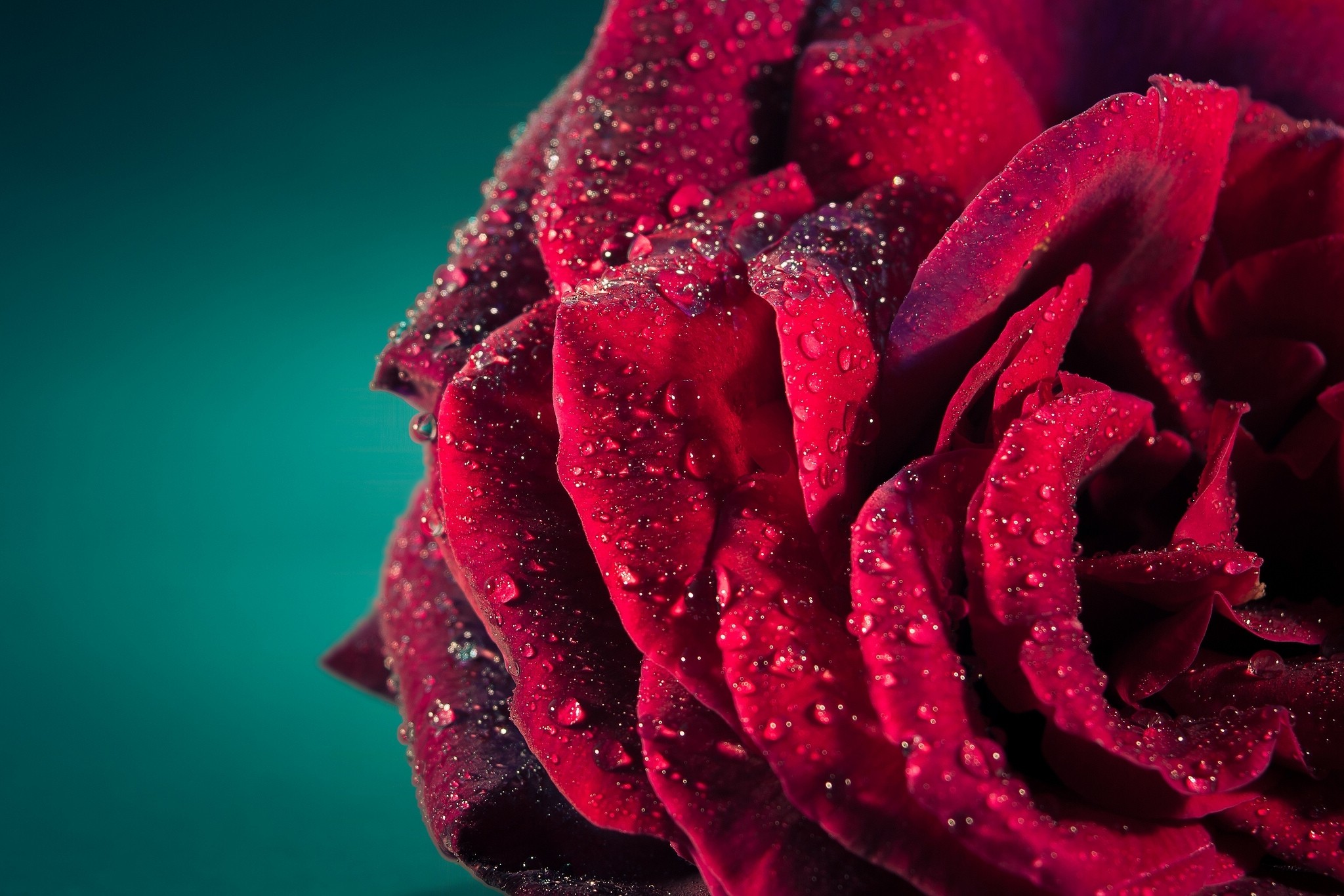Flower: Drops Flower Drop Flowers Rose Nature Wet Roses Red ...