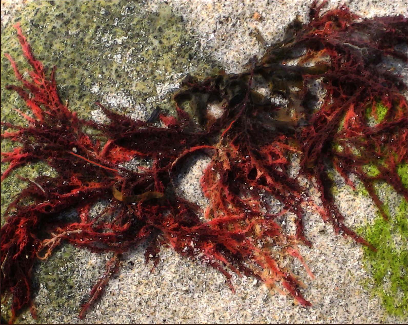 wet seaweed | Louis' Page