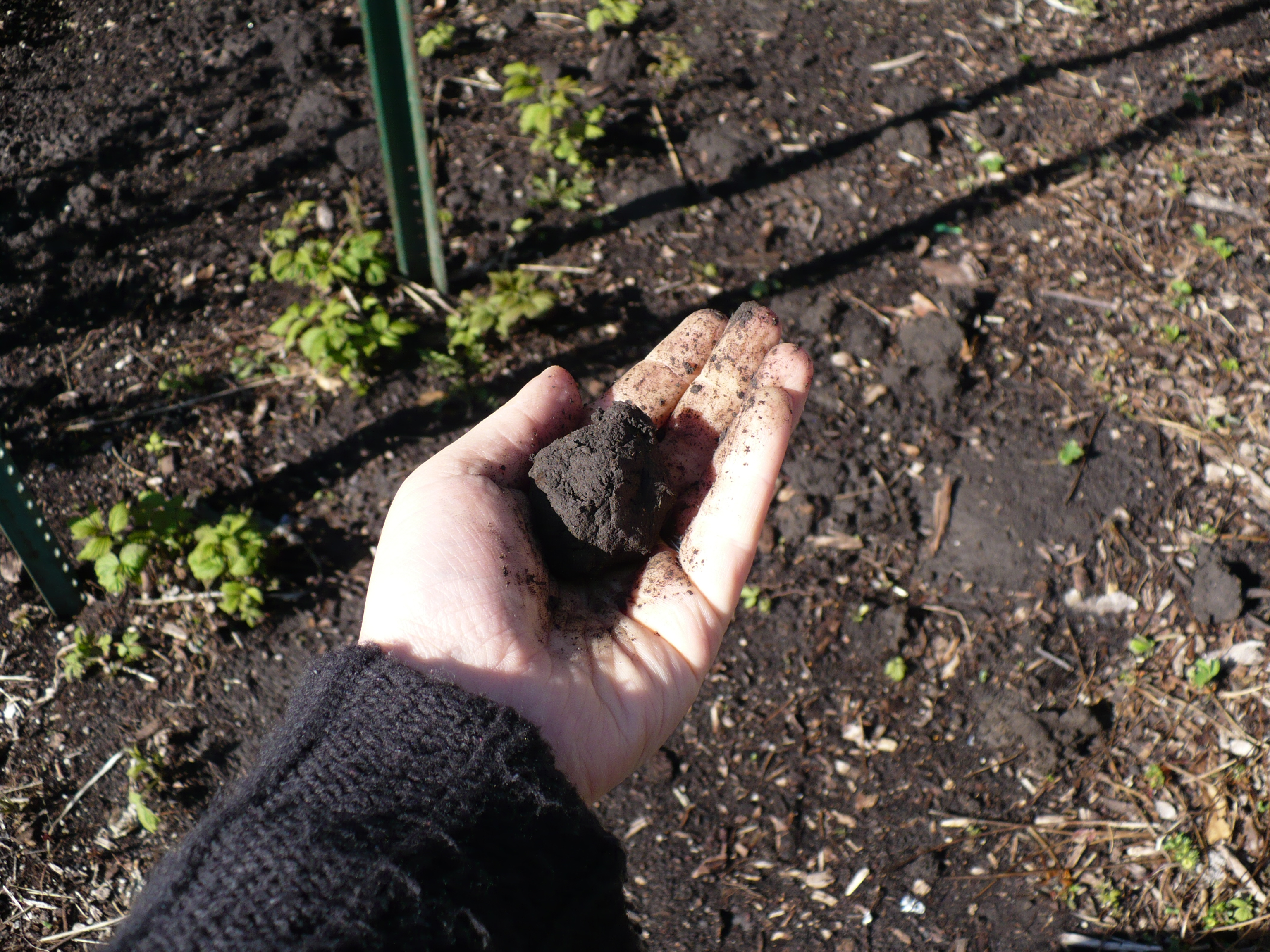 wet soil | The Demo Garden Blog | Page 2
