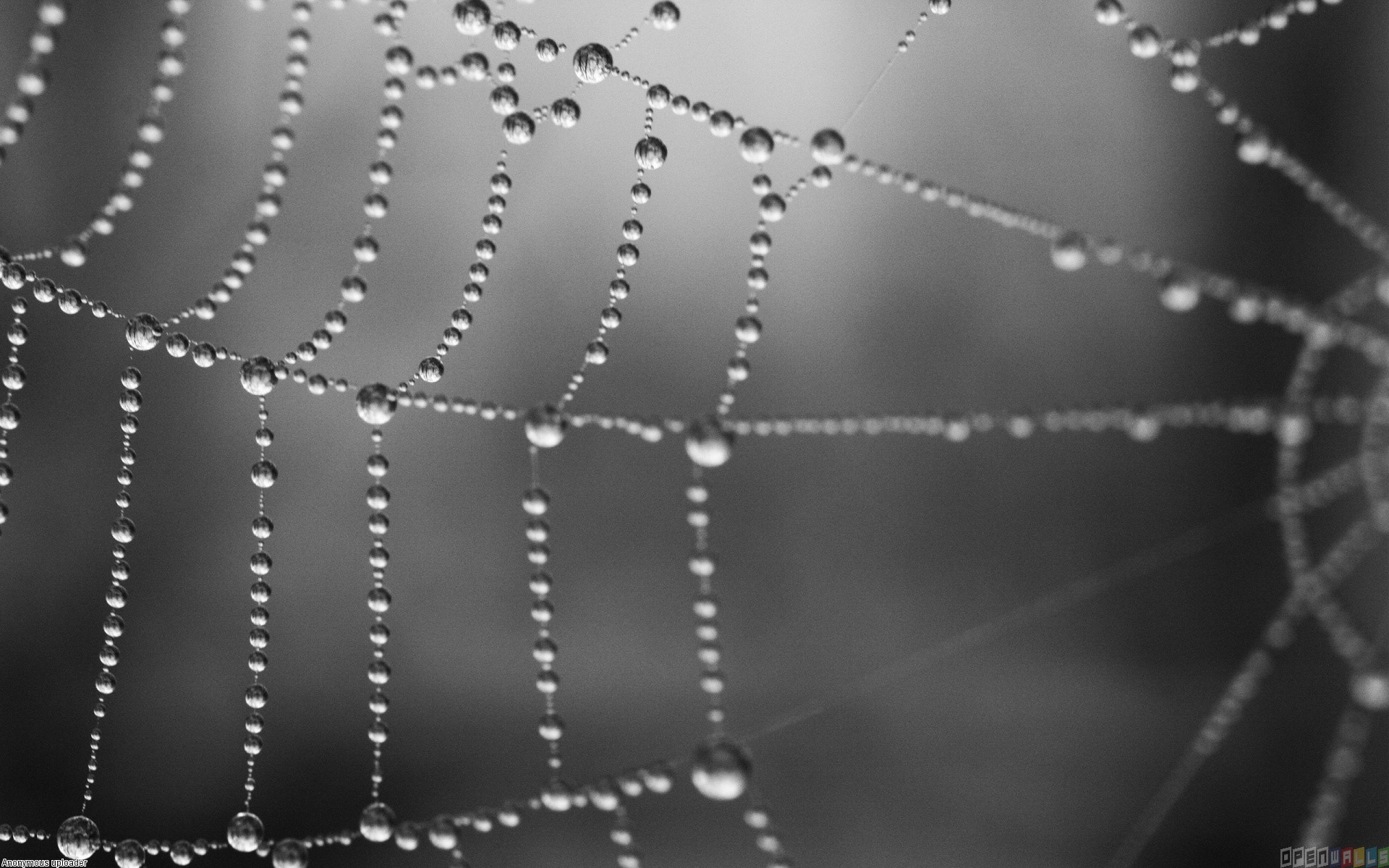 Wet spider web photo