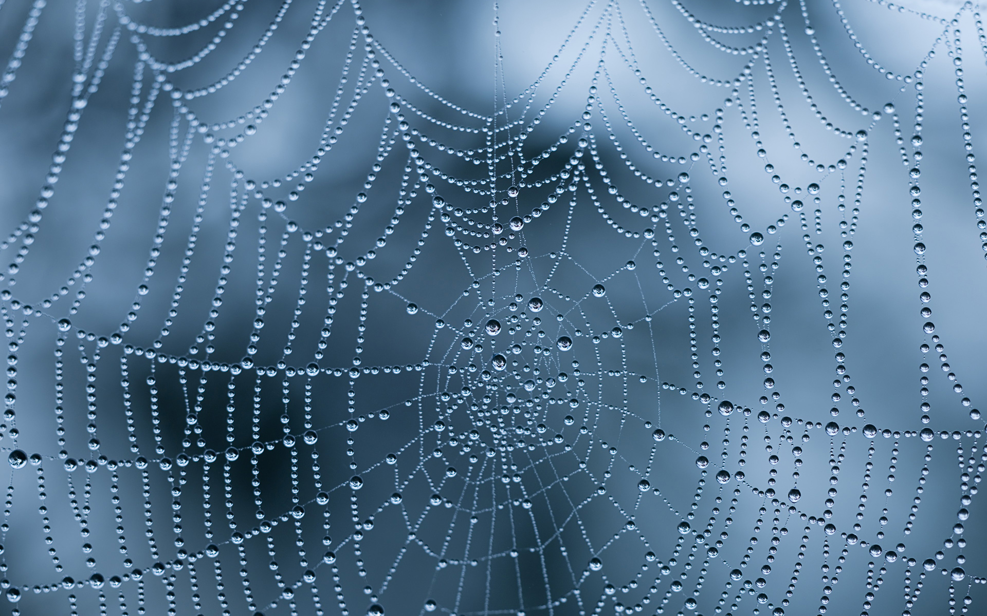 Wet Spider Web Wallpaper 49624 1920x1200 px ~ HDWallSource.com