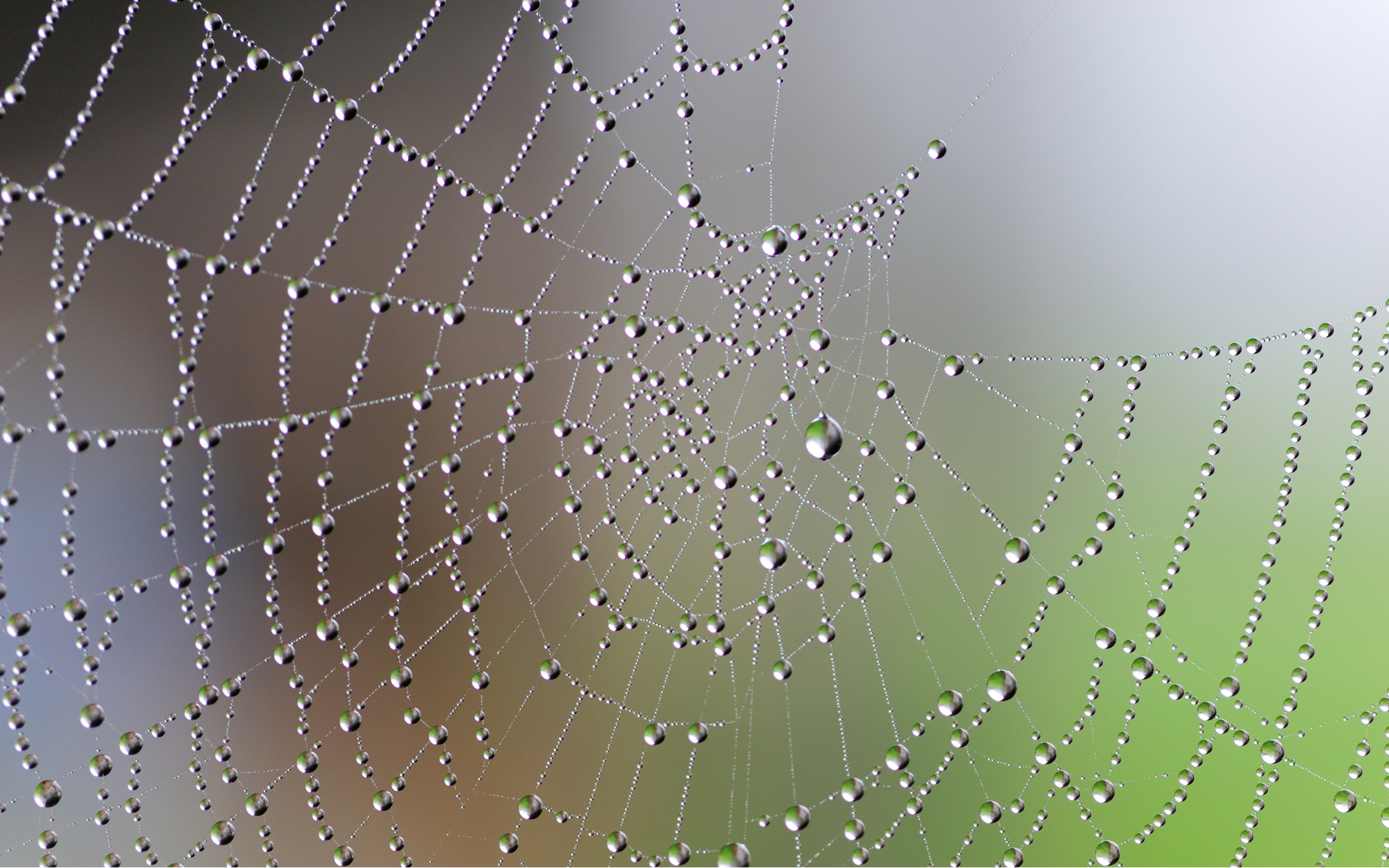 Wet Spider Web widescreen wallpaper | Wide-Wallpapers.NET