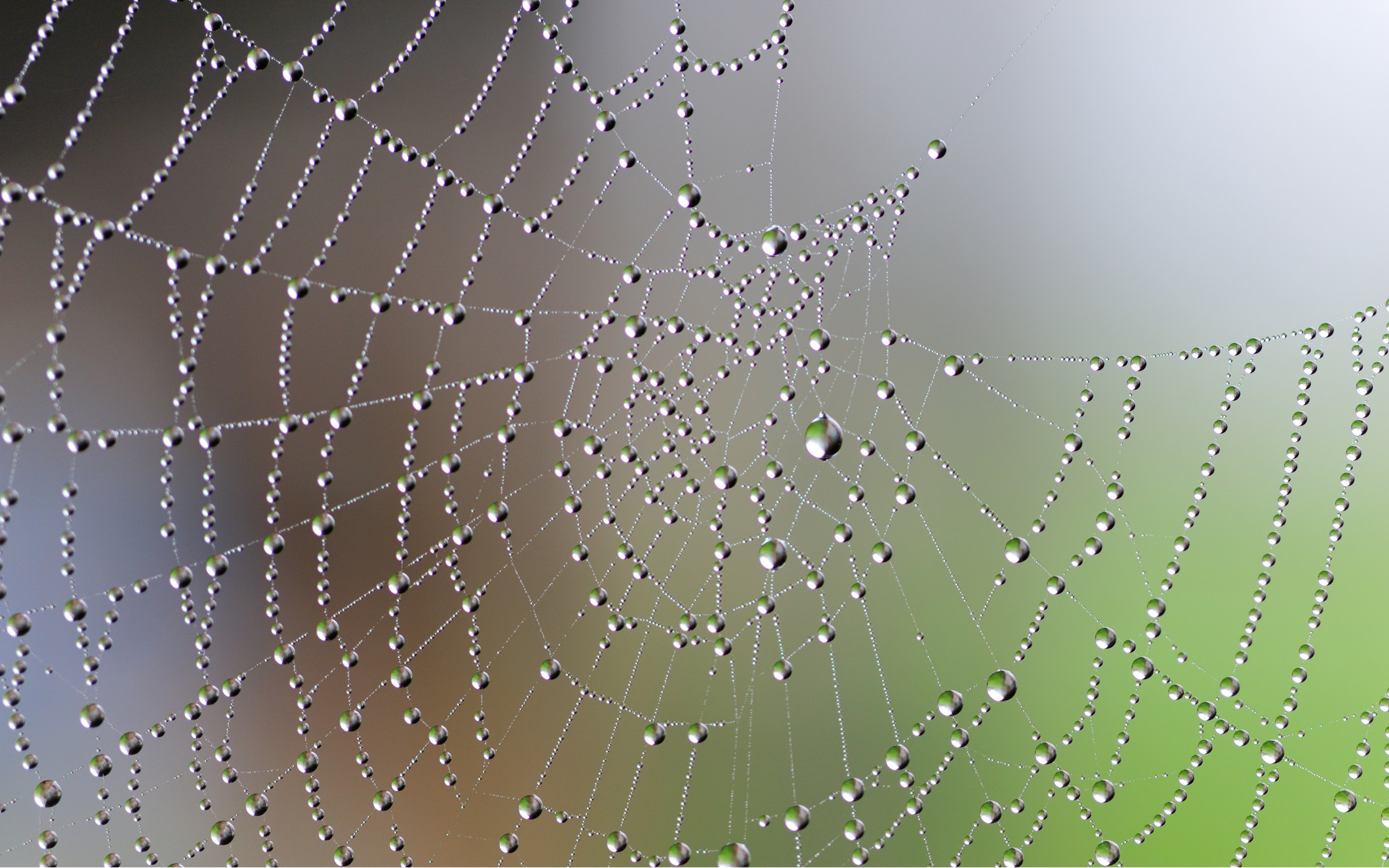 Free photo: Wet Spider Web - Work, Networking, Morning - Free Download