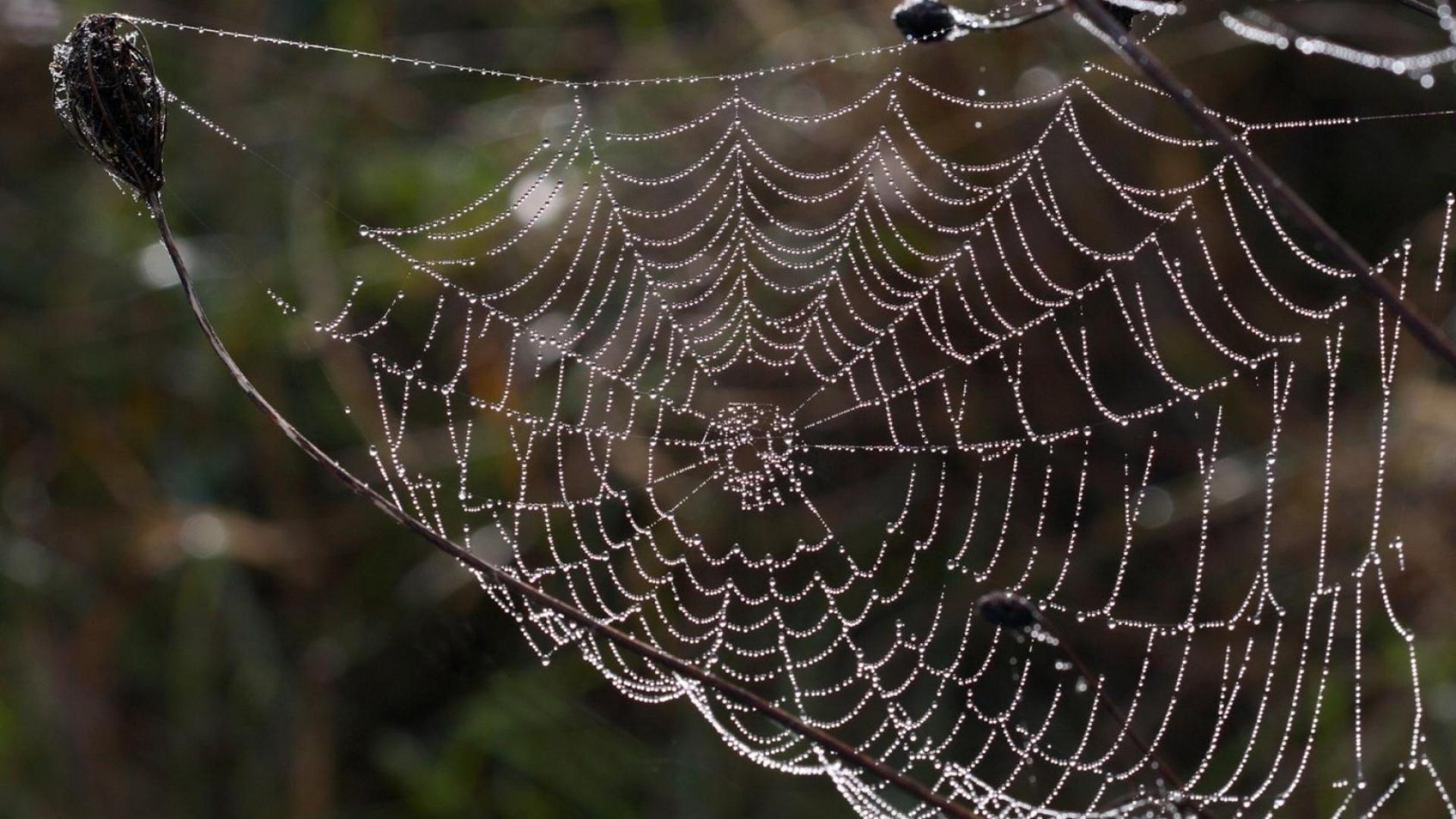Wet Spider Web wallpaper | (55558)