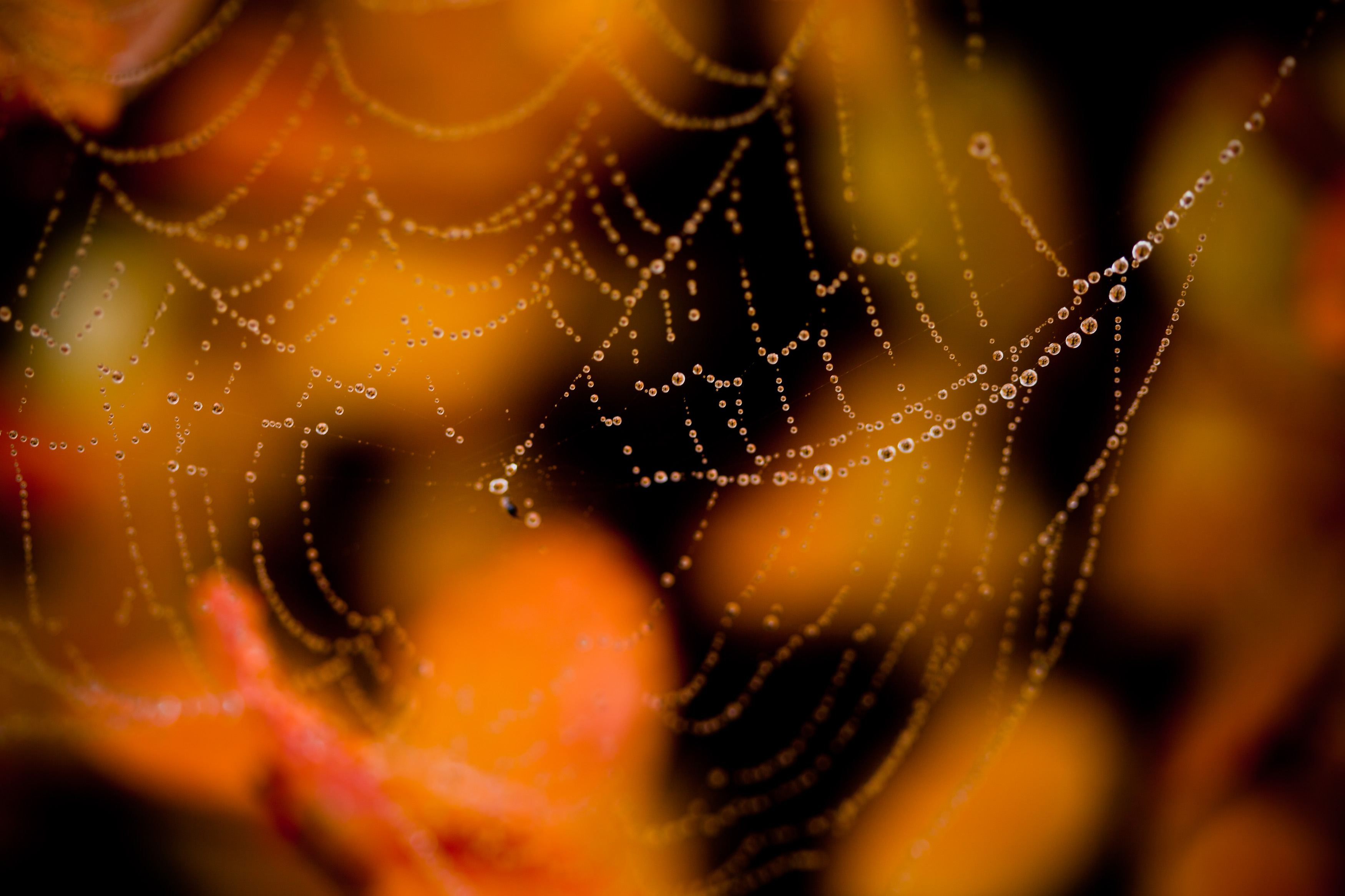 Wet spider web photo