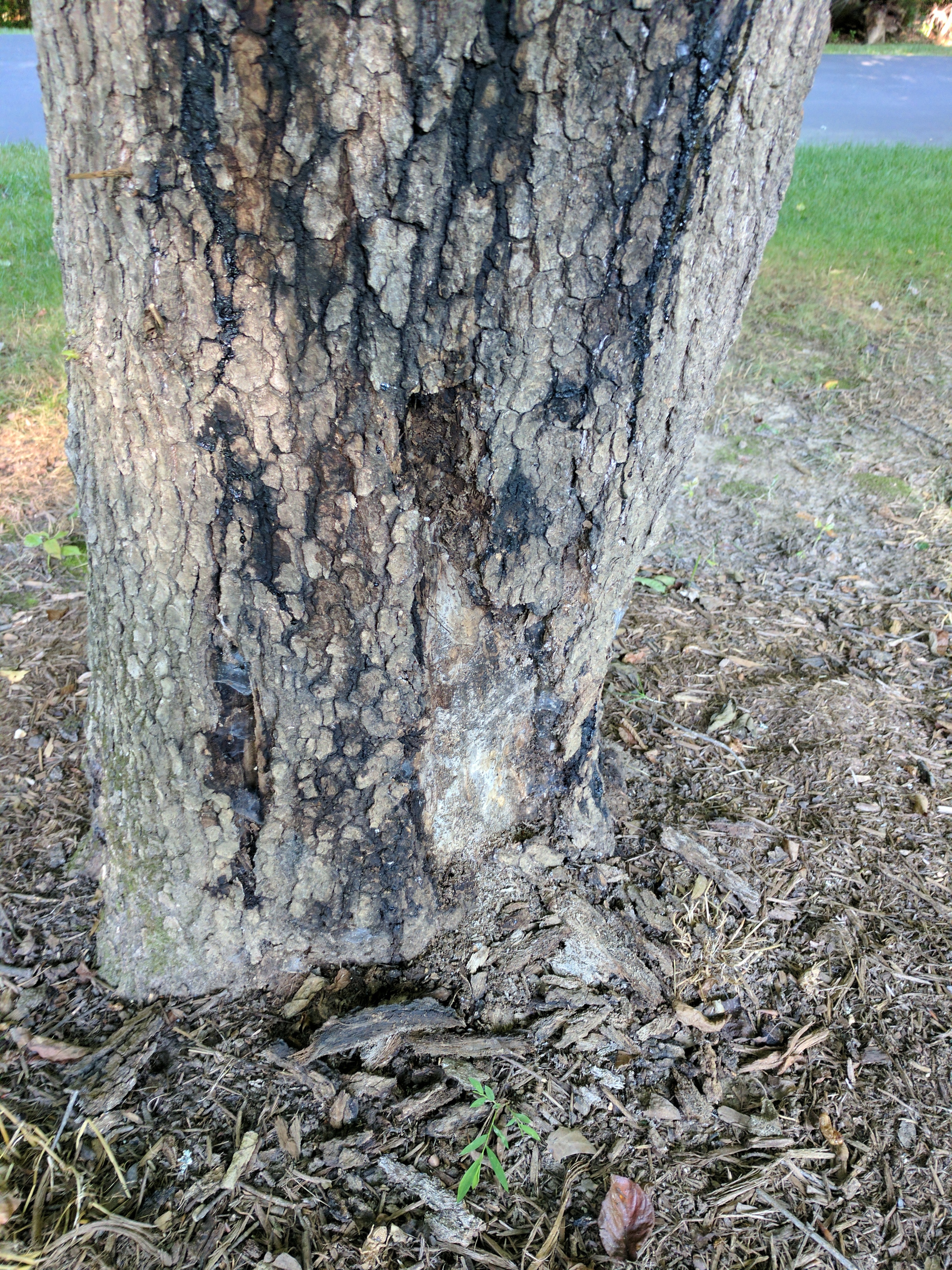 stain on tree bark - Ask an Expert