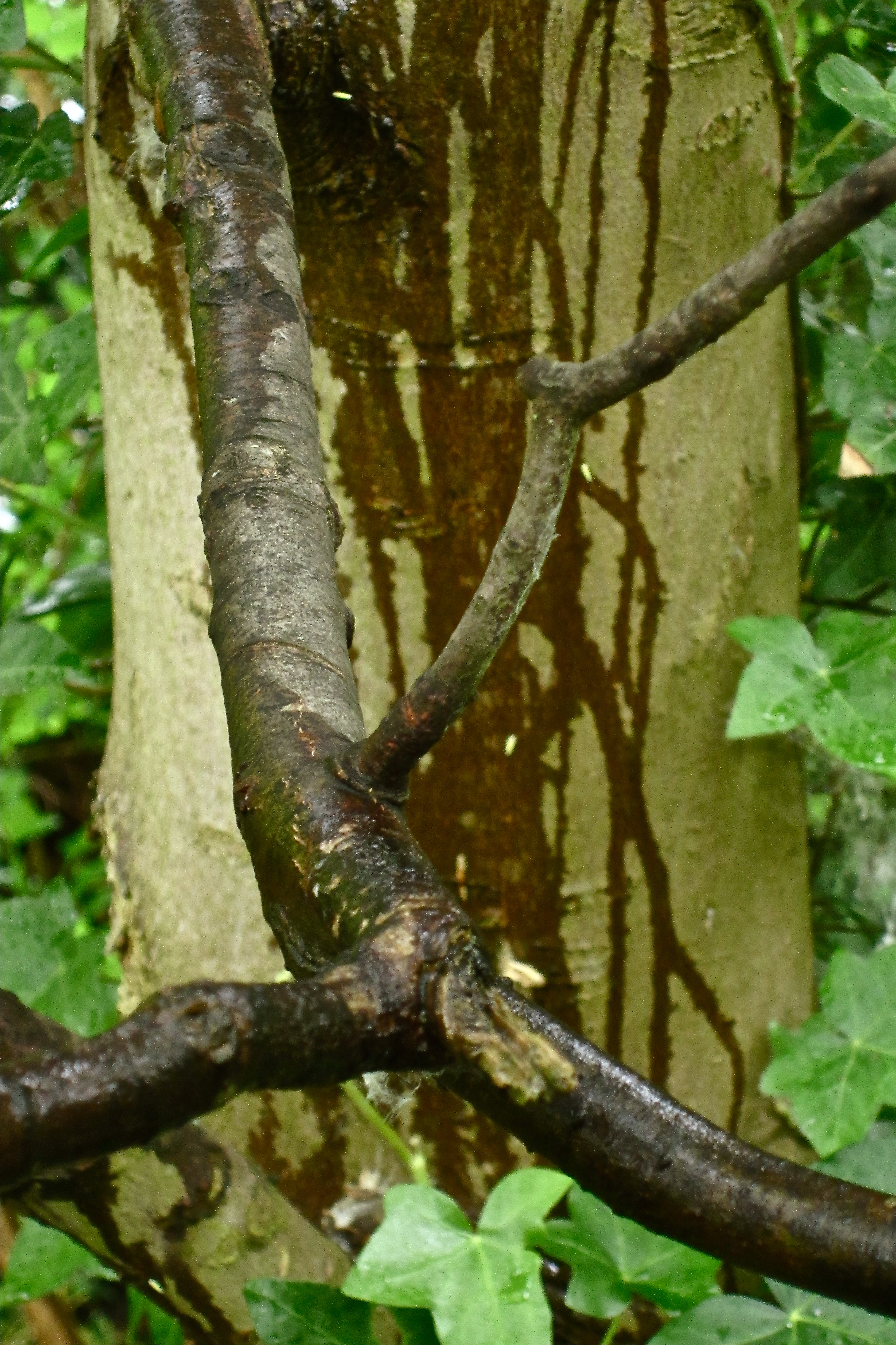wet tree by mutton brook | janeadamsart