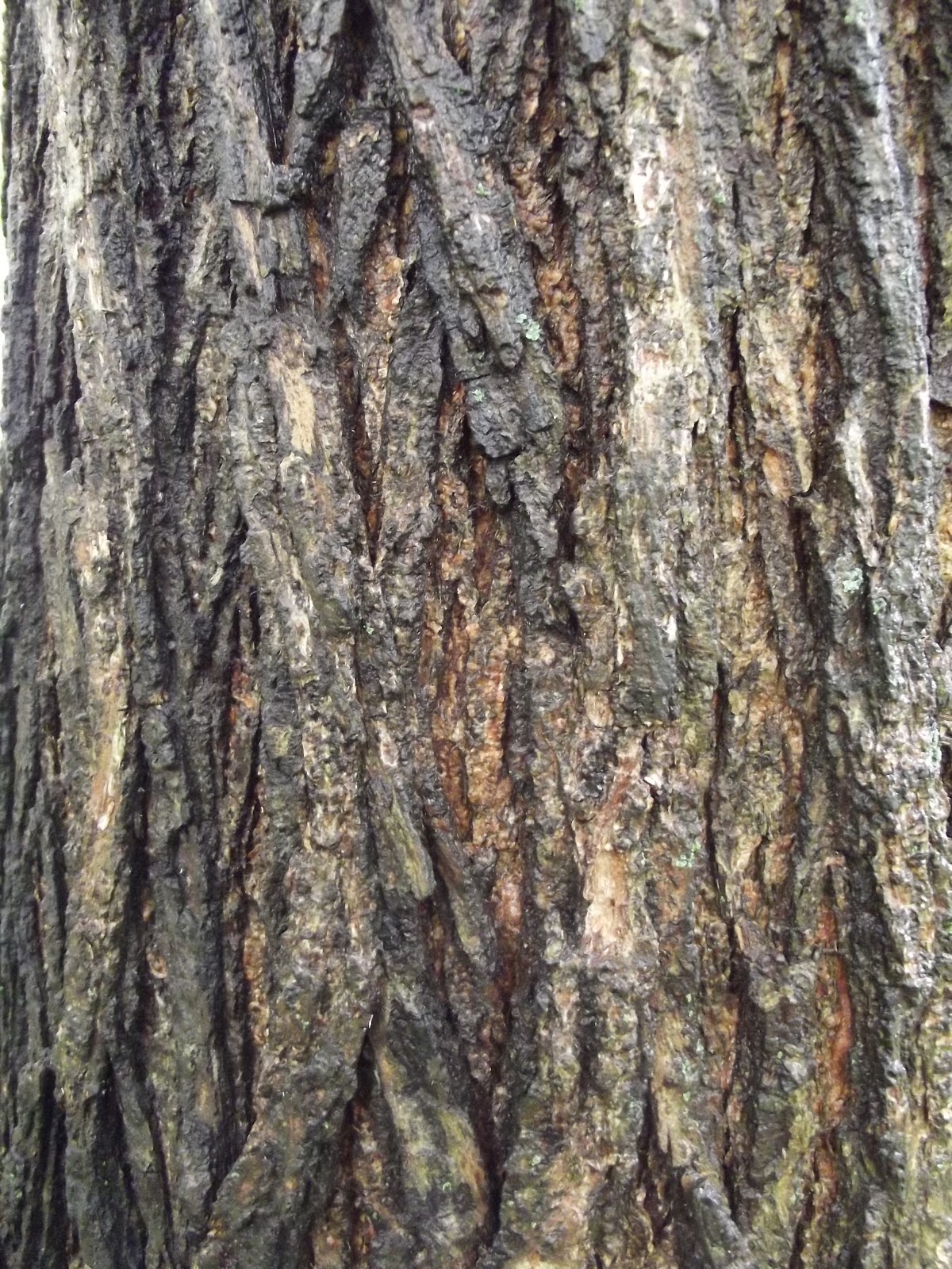 Scenic Artistry: Tree Bark