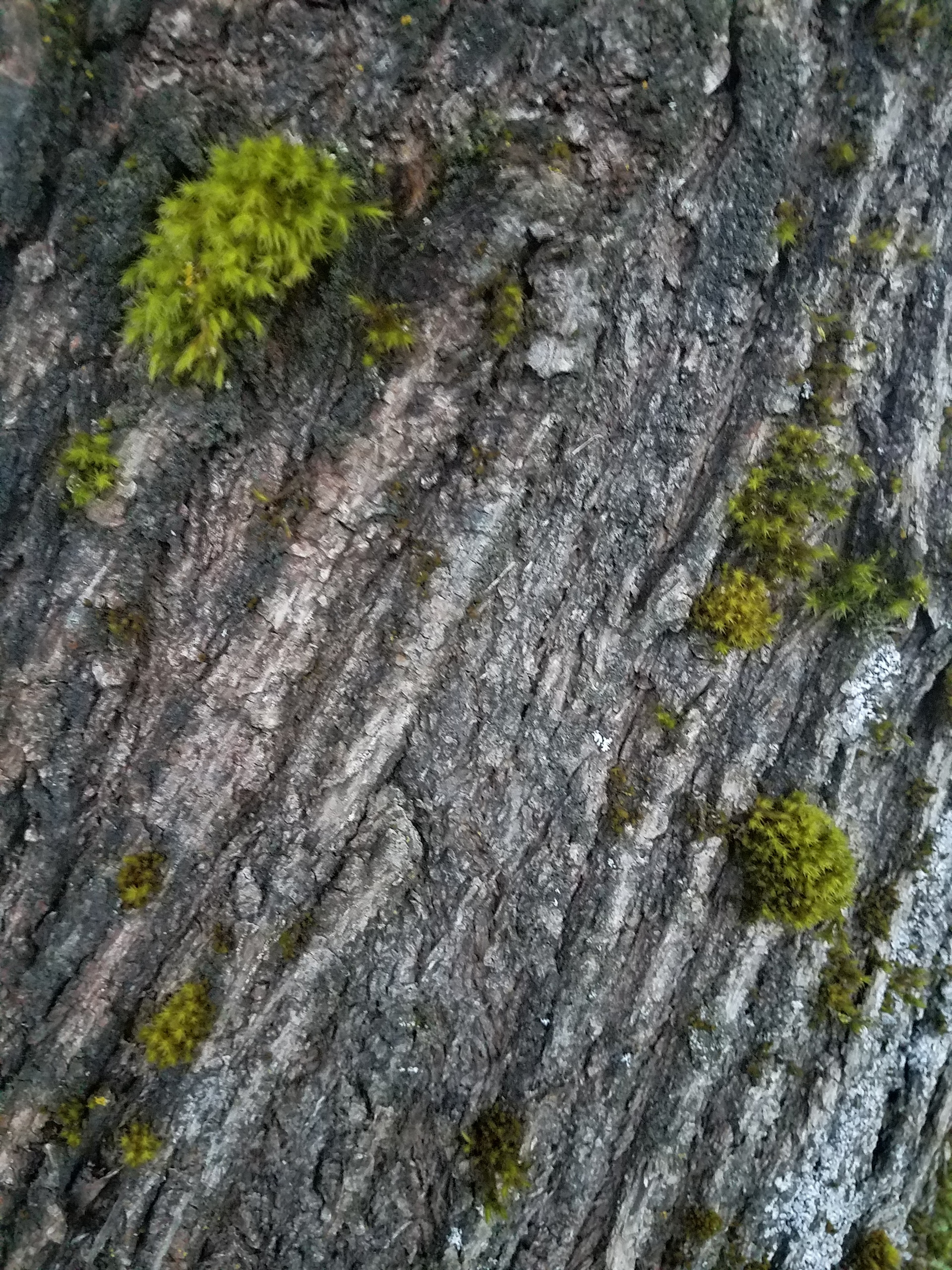 Foap.com: Old tree bark | kankwood, nature, wet, rain stock photo by ...