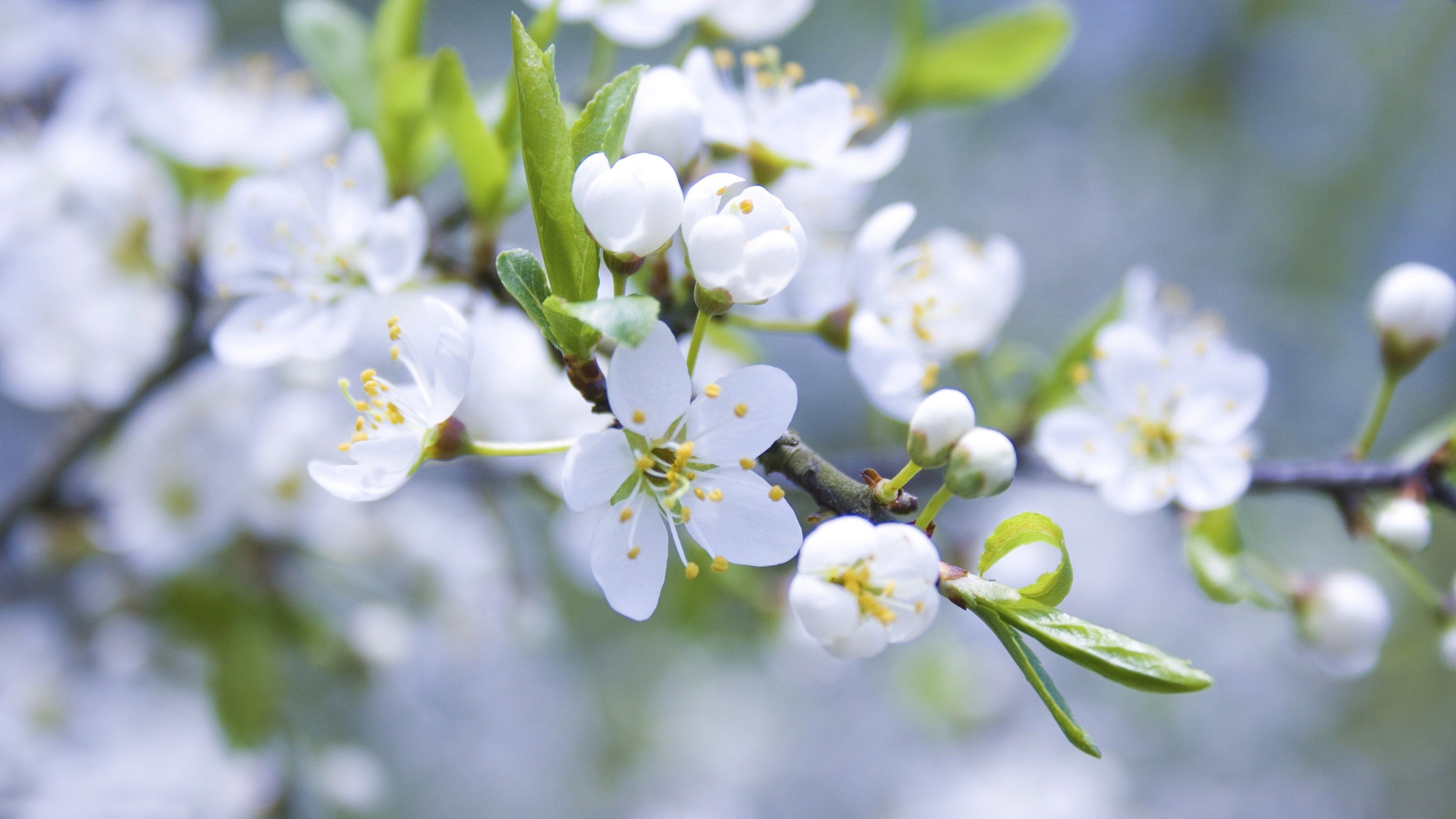 Flowers: Fun White Blossoms Cool Flowers Nature Flower Wallpapers ...