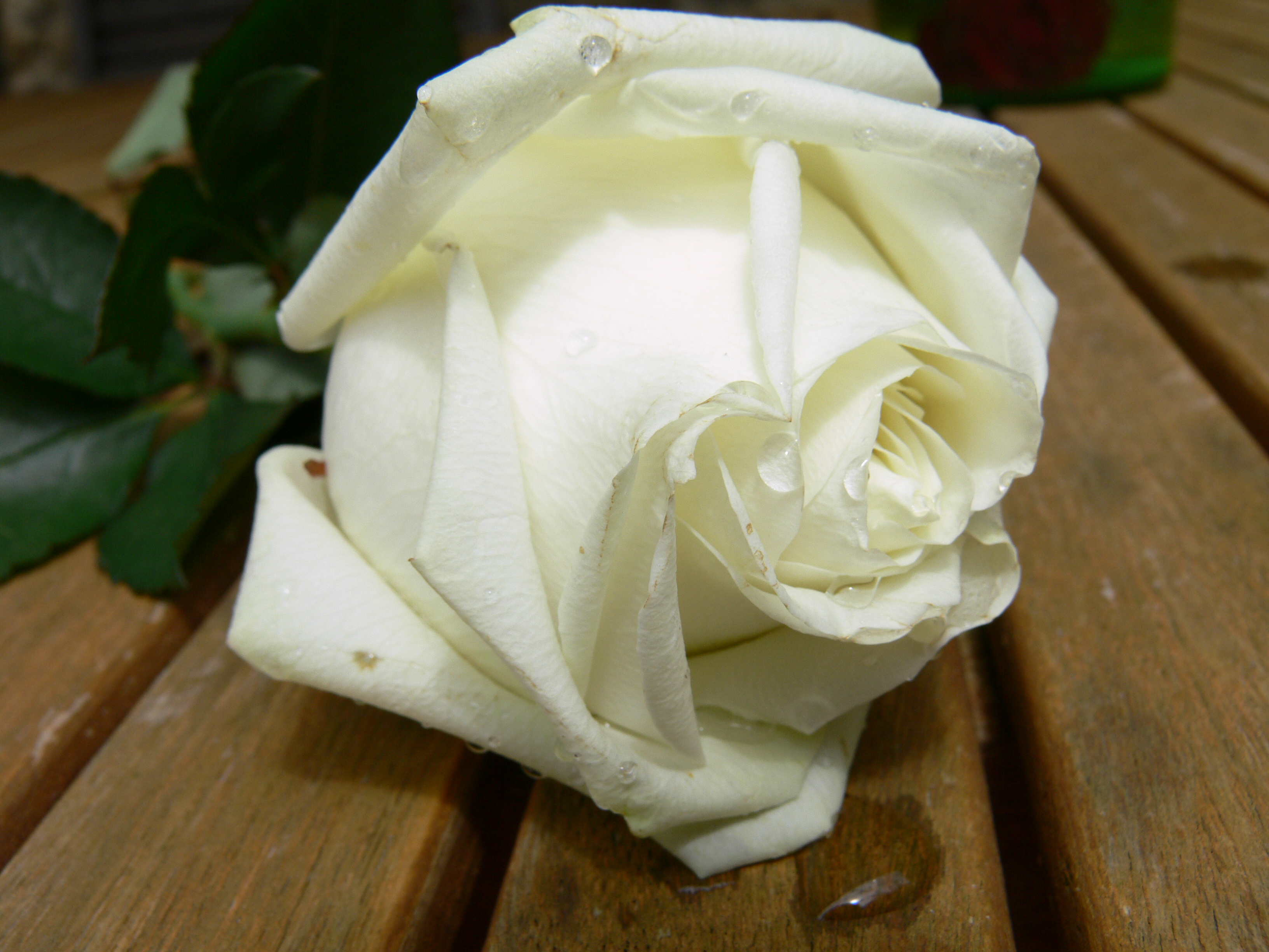 Stock 018 - Wet White Rose by senzostock on DeviantArt