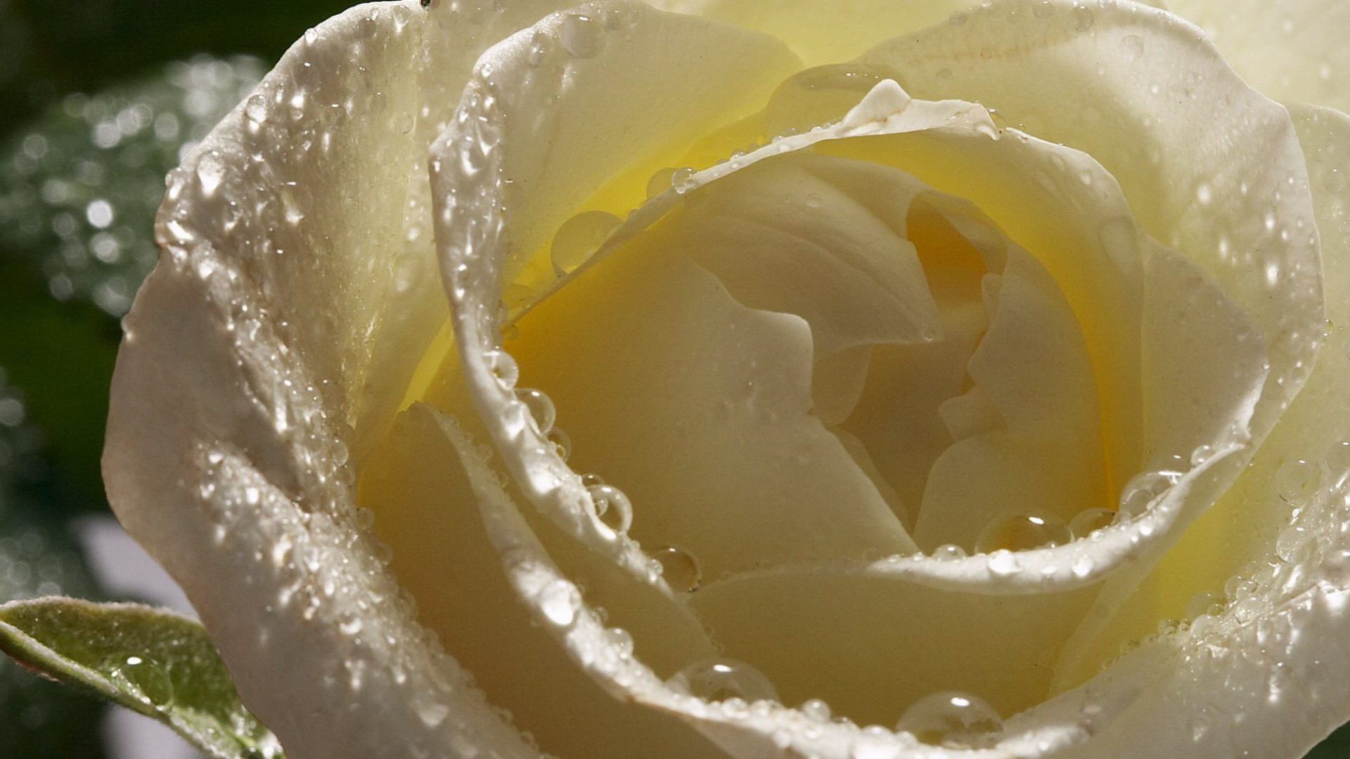 Wet white rose closeup wallpapers and images - wallpapers, pictures ...