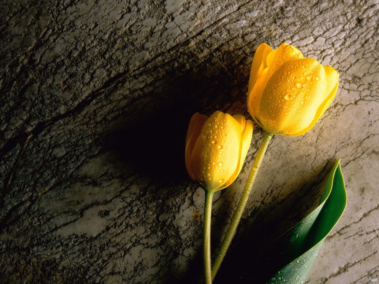 Two Wet Yellow Tulips Wallpaper [1600x1200]