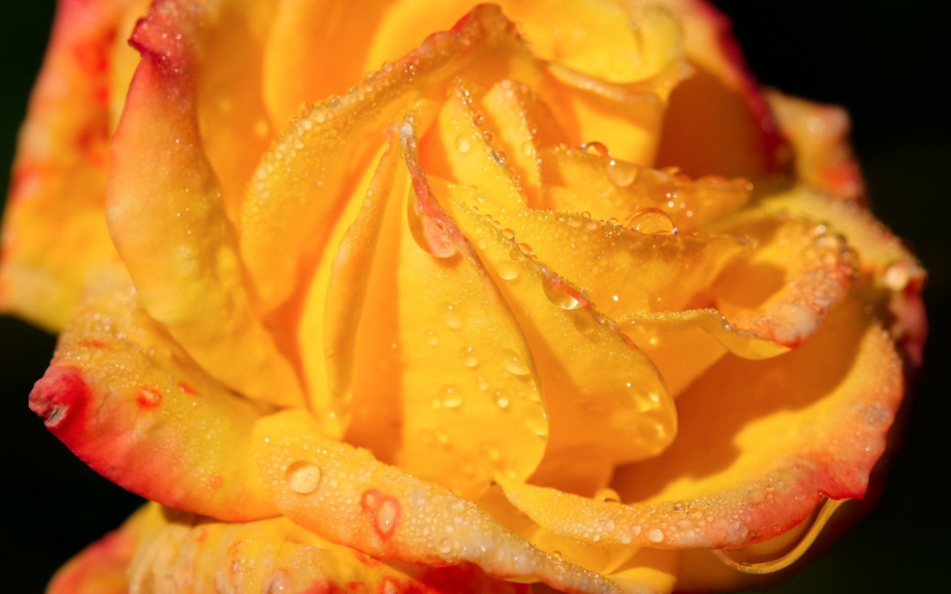 Flower Rose Orange Tapet Water Drops Macro Wet Yellow Wallpaper ...