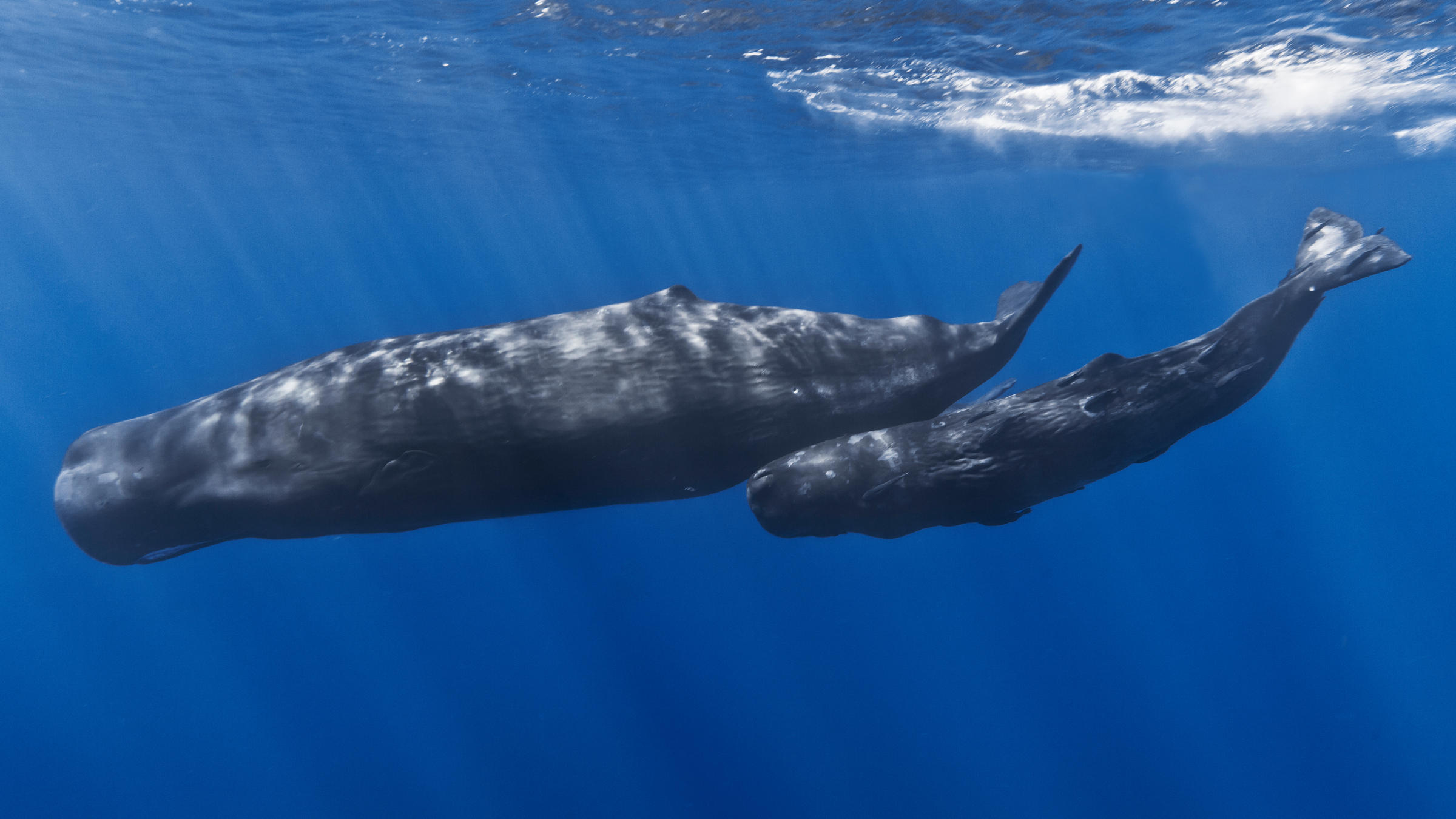 World's Largest Collection of Whale Sounds Now Available to Public ...