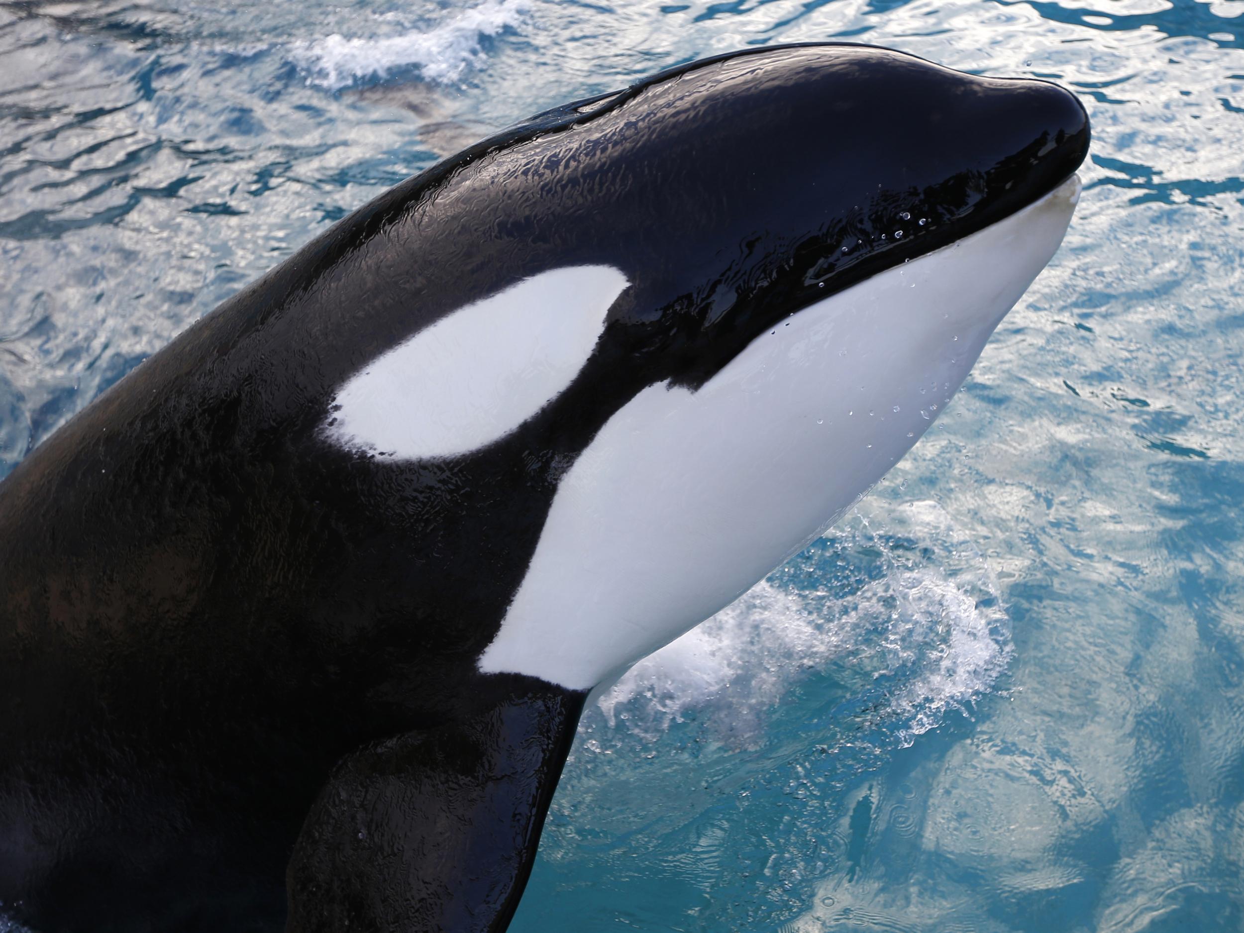 Killer whale learns to imitate human speech in world first | The ...