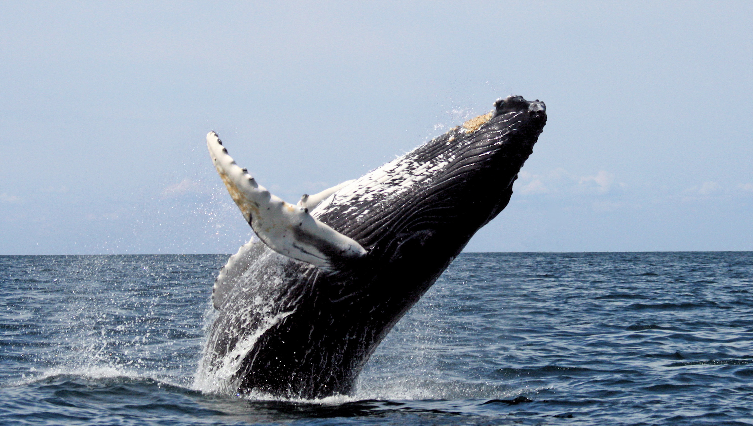 Baleen whale - Wikipedia