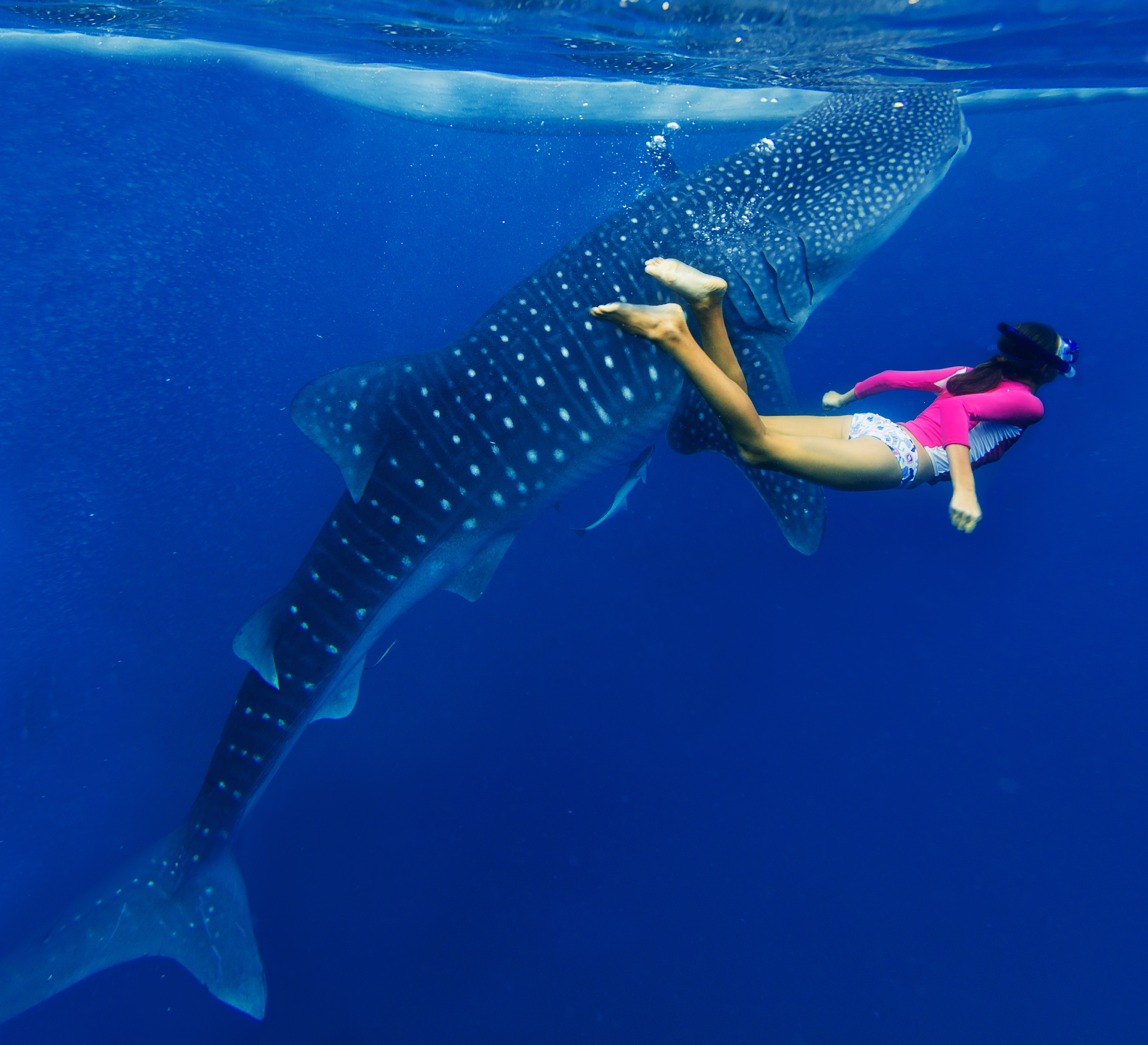 Budget Whale Shark Tour From Playa del Carmen