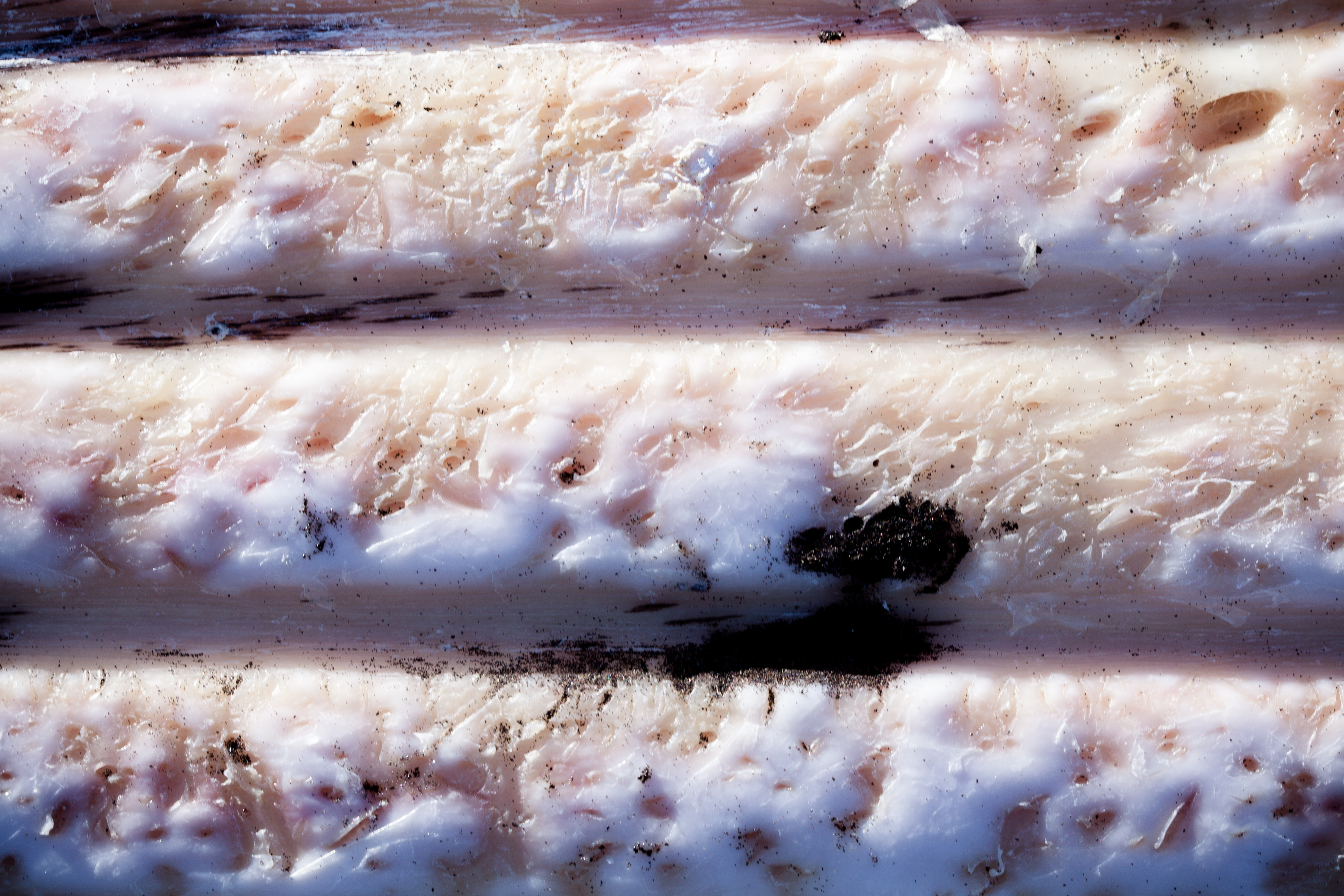 Whale skin texture photo