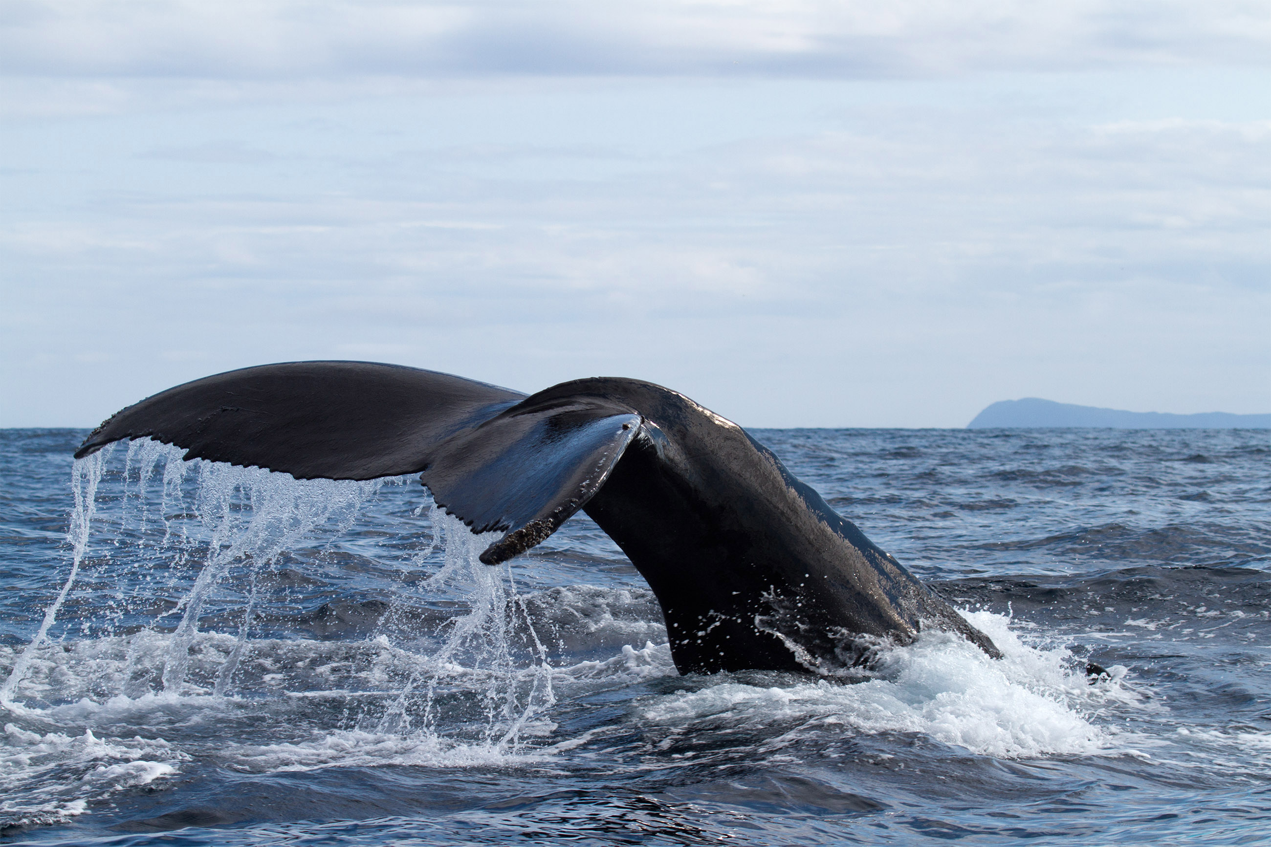 Whale tail photo